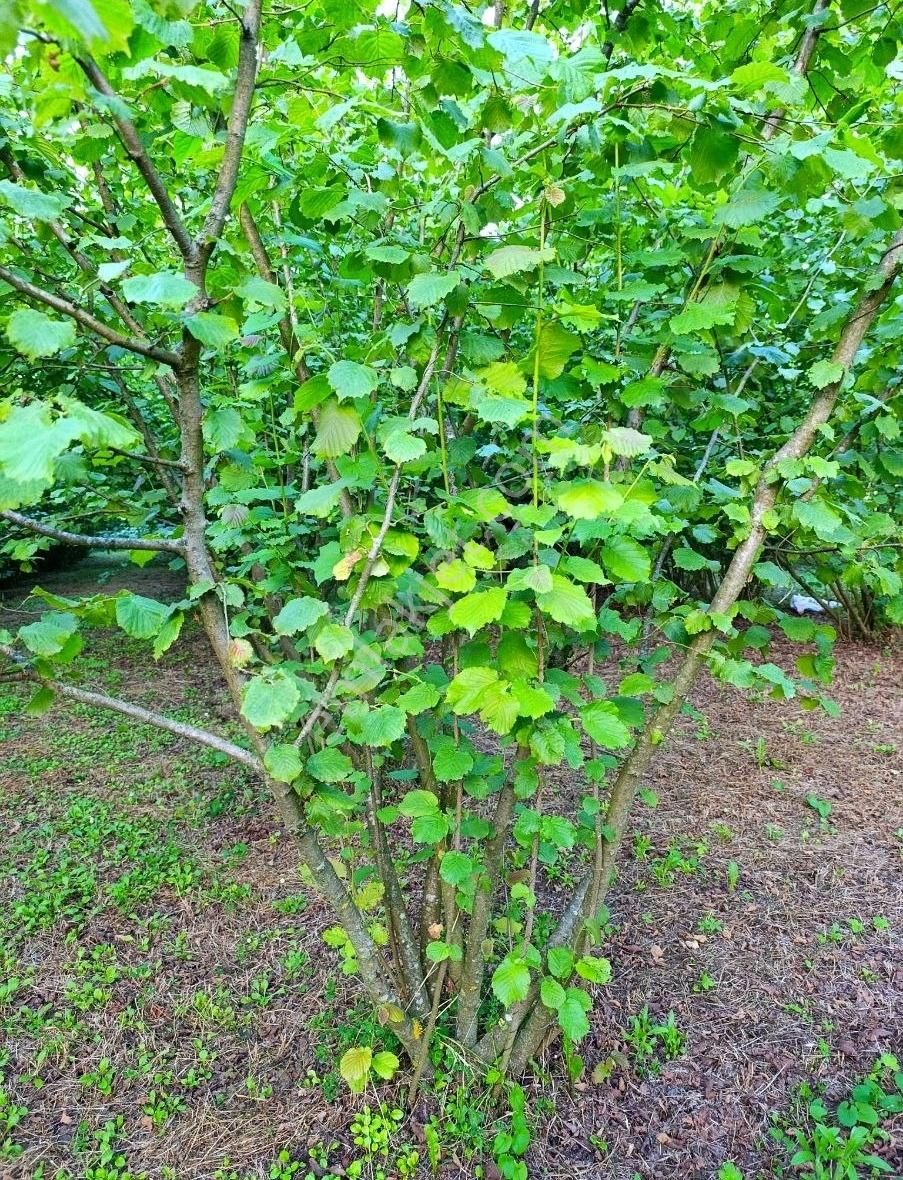 Satılık Fındık Bahçesi - Görsel 17