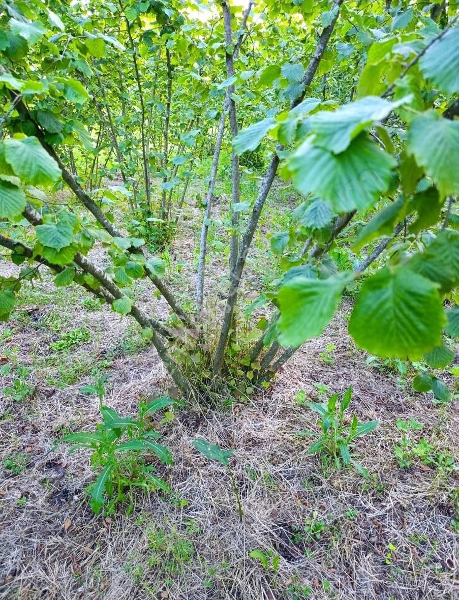 Satılık Fındık Bahçesi - Görsel 11