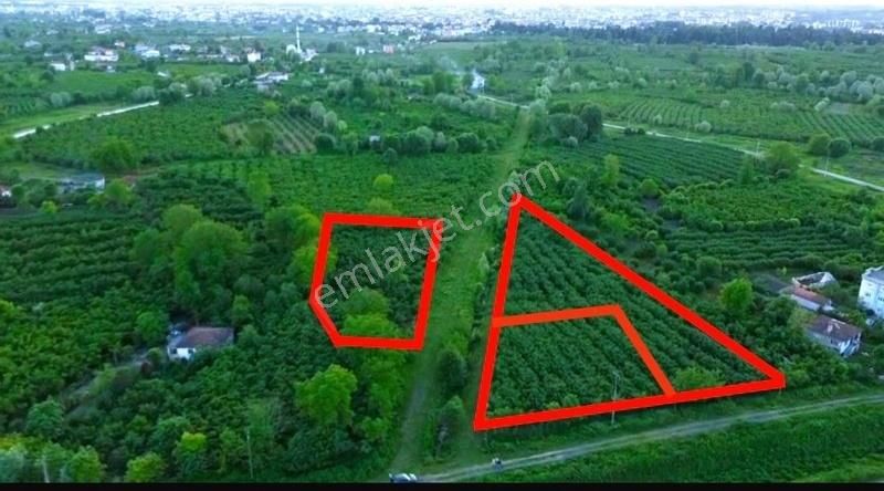 Satılık Fındık Bahçesi - Görsel 6