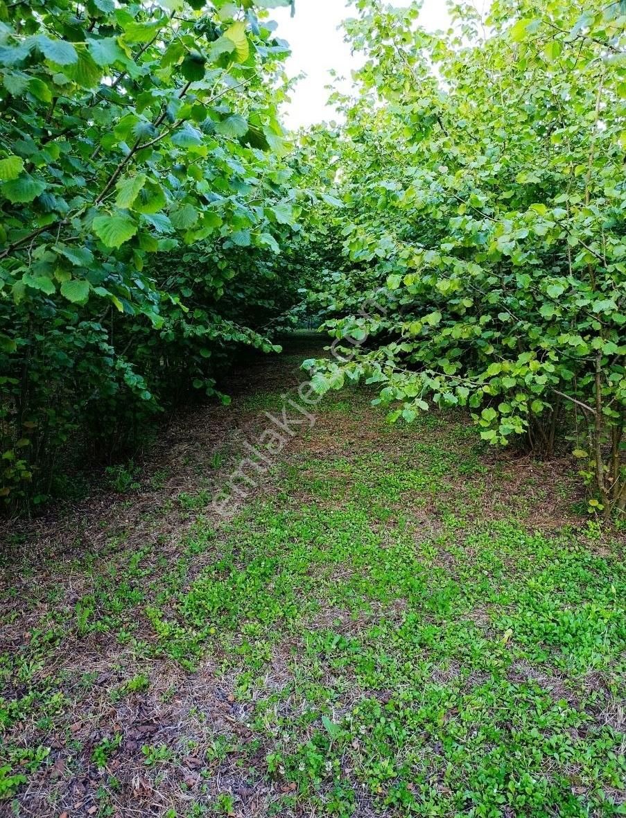 Satılık Fındık Bahçesi - Görsel 4