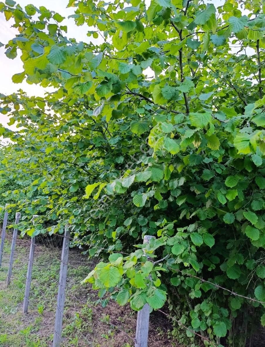 Satılık Fındık Bahçesi - Görsel 8