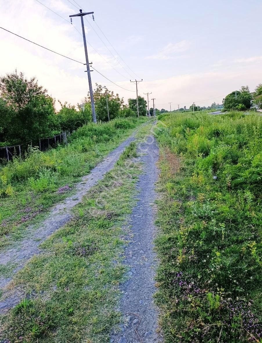 Satılık Fındık Bahçesi - Görsel 3