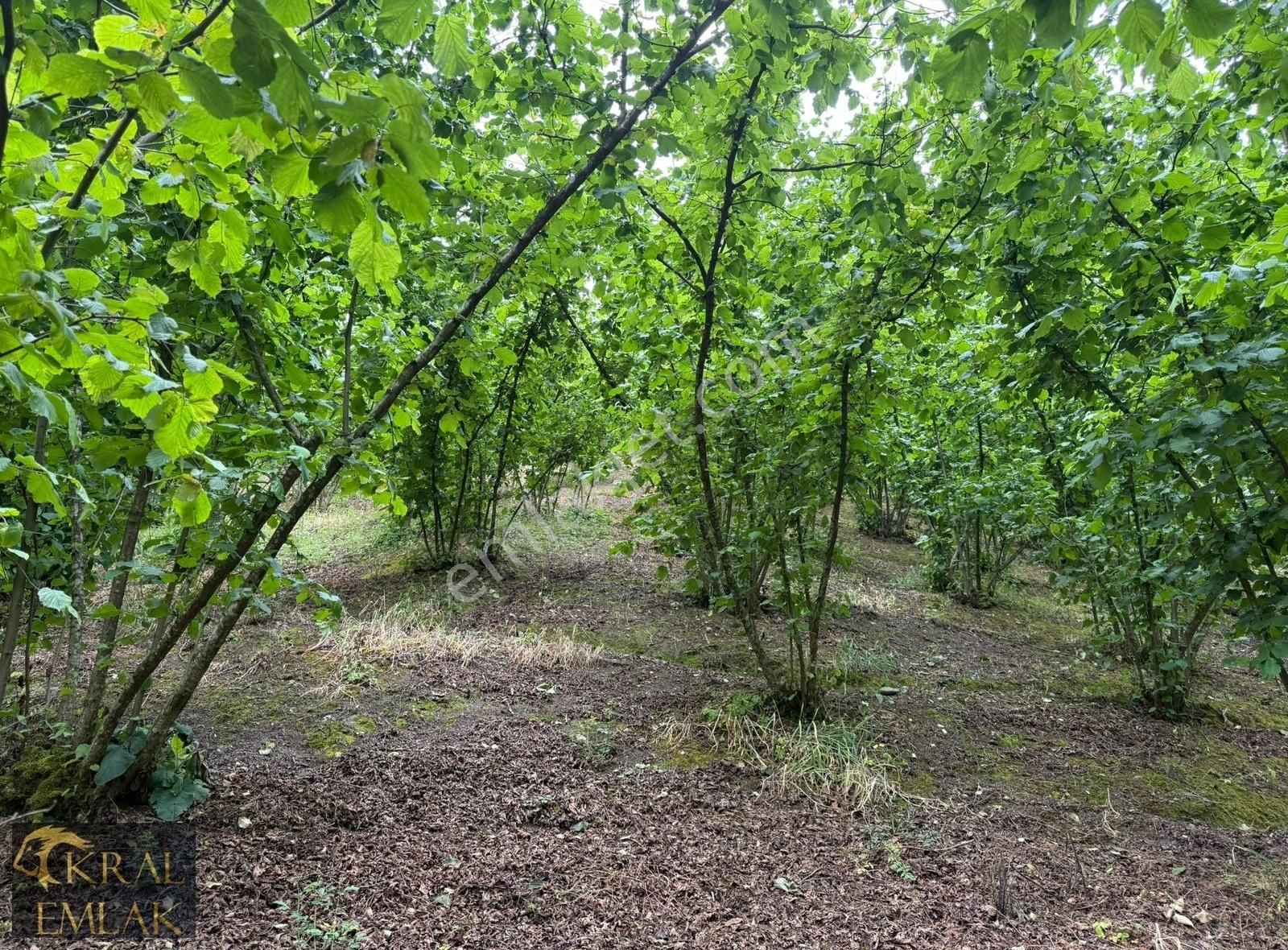 Beyören Köyünde 23.000 M2 Bakımlı Satılık Fındık Bahçesi