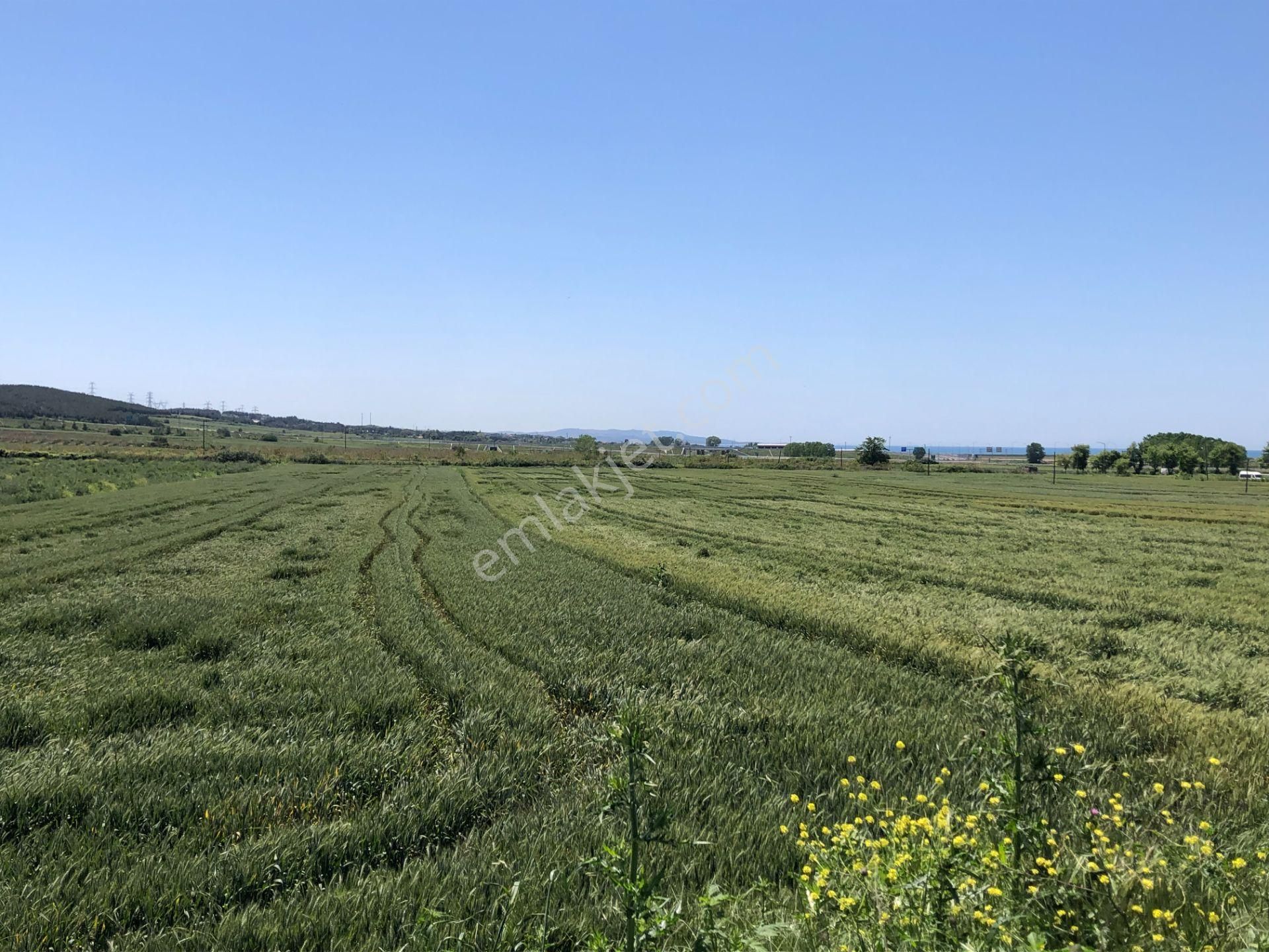 Şarköy De Işık Emlaktn Gelibolu Kavak Cumhüriyet Mah De 10142 M2 Tarla