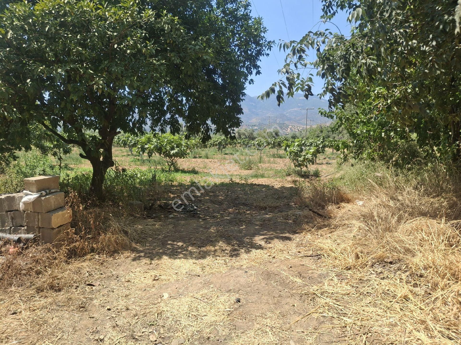 Sultanhisar Hisar Mah Bahçe - Görsel 2