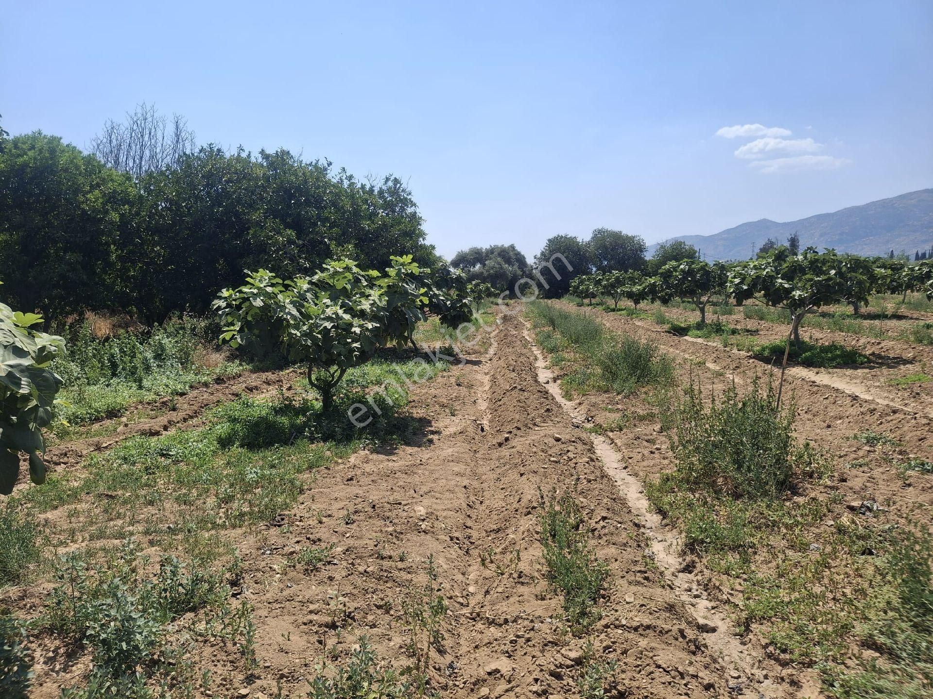 Sultanhisar Hisar Mah Bahçe - Görsel 6