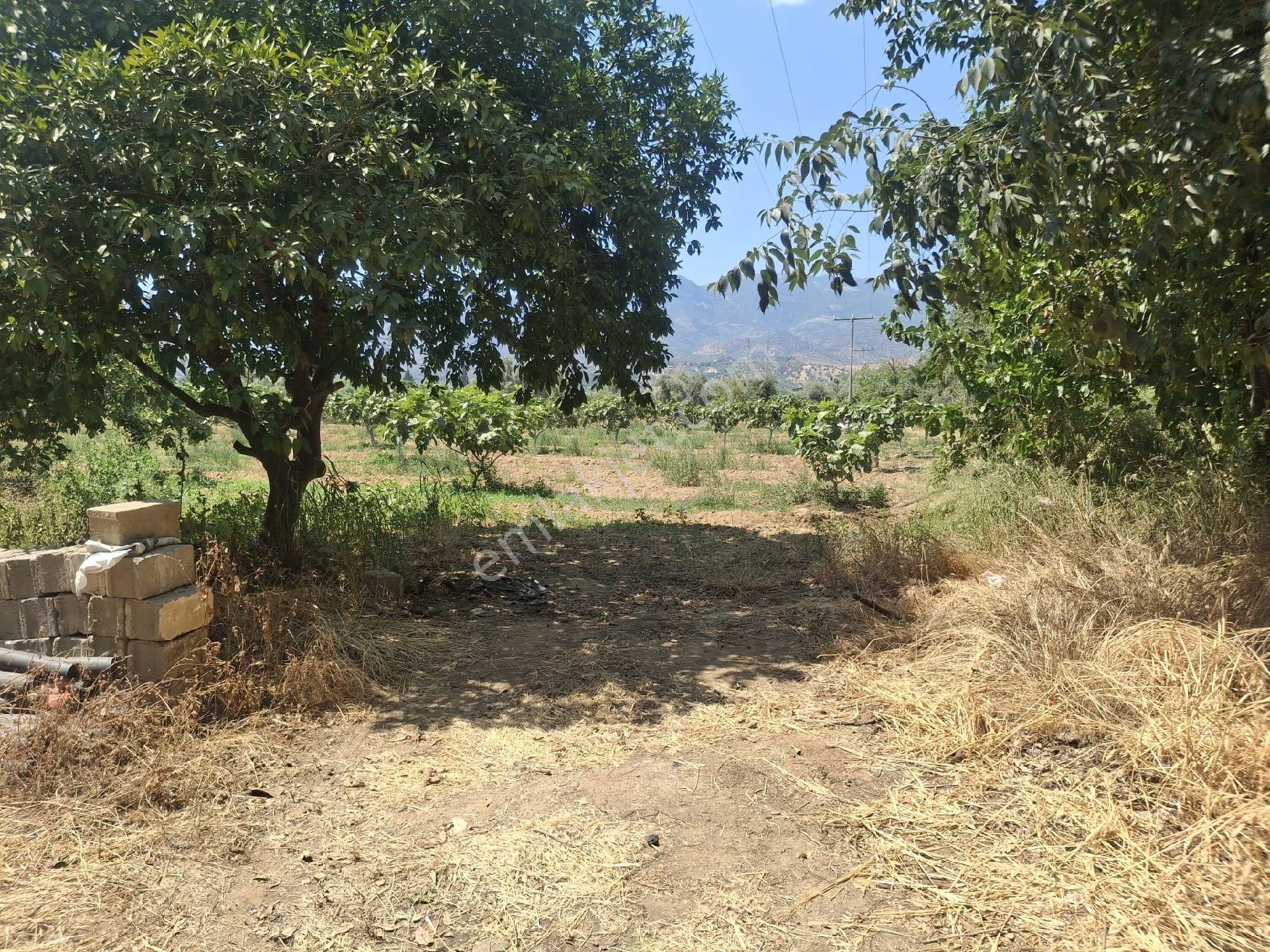 Sultanhisar Hisar Mah Bahçe - Görsel 3