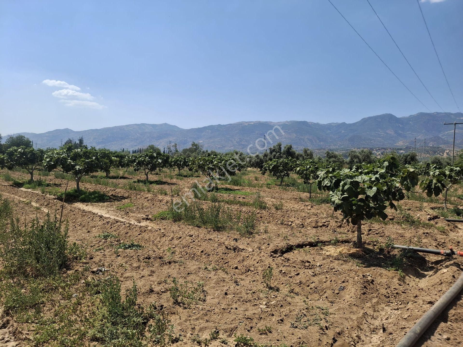 Sultanhisar Hisar Mah Bahçe - Görsel 5