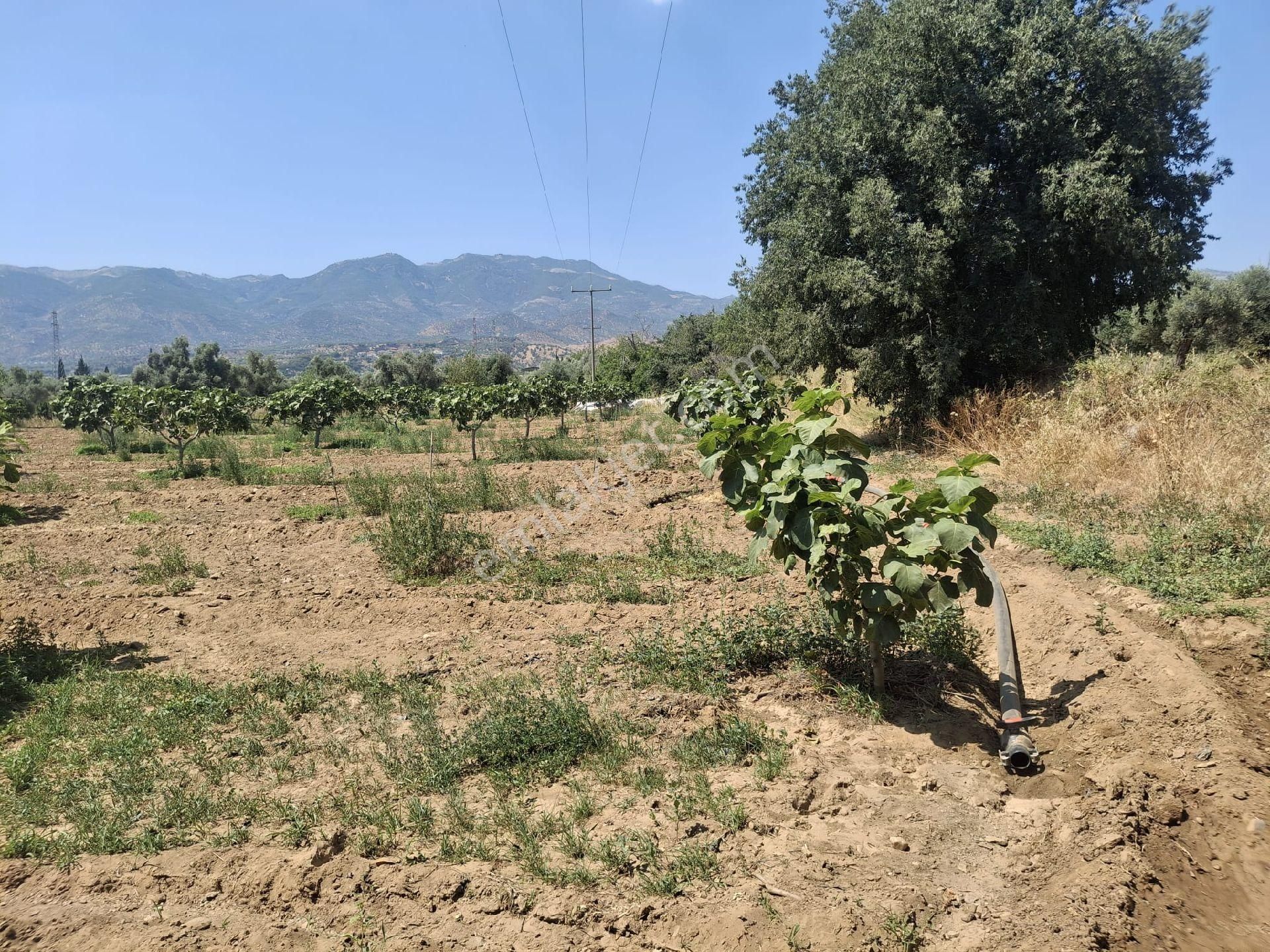 Sultanhisar Hisar Mah Bahçe - Görsel 7