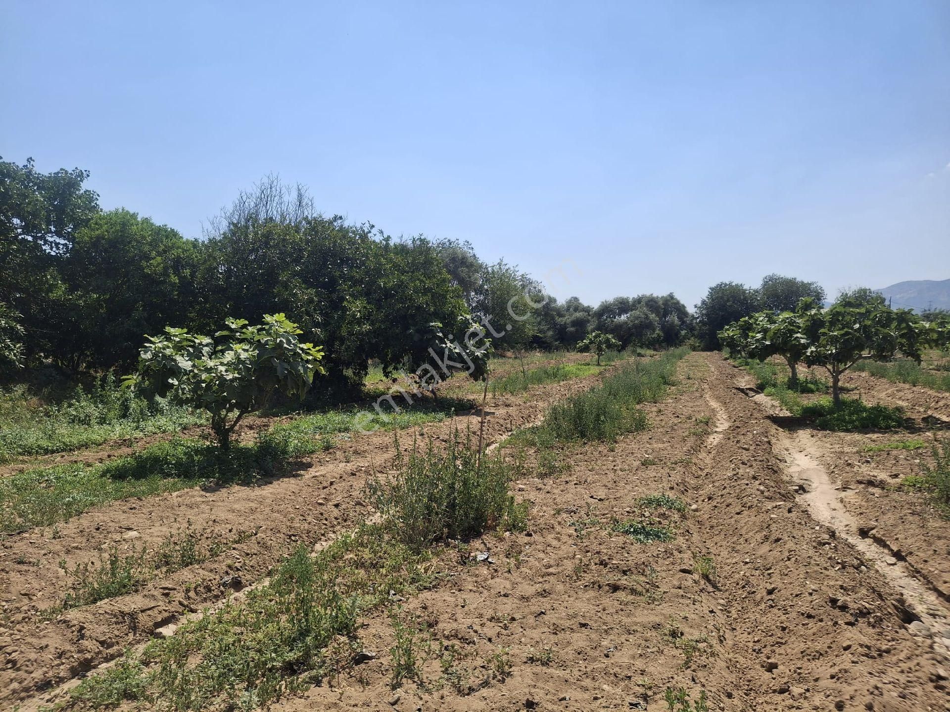 Sultanhisar Hisar Mah Bahçe - Görsel 4