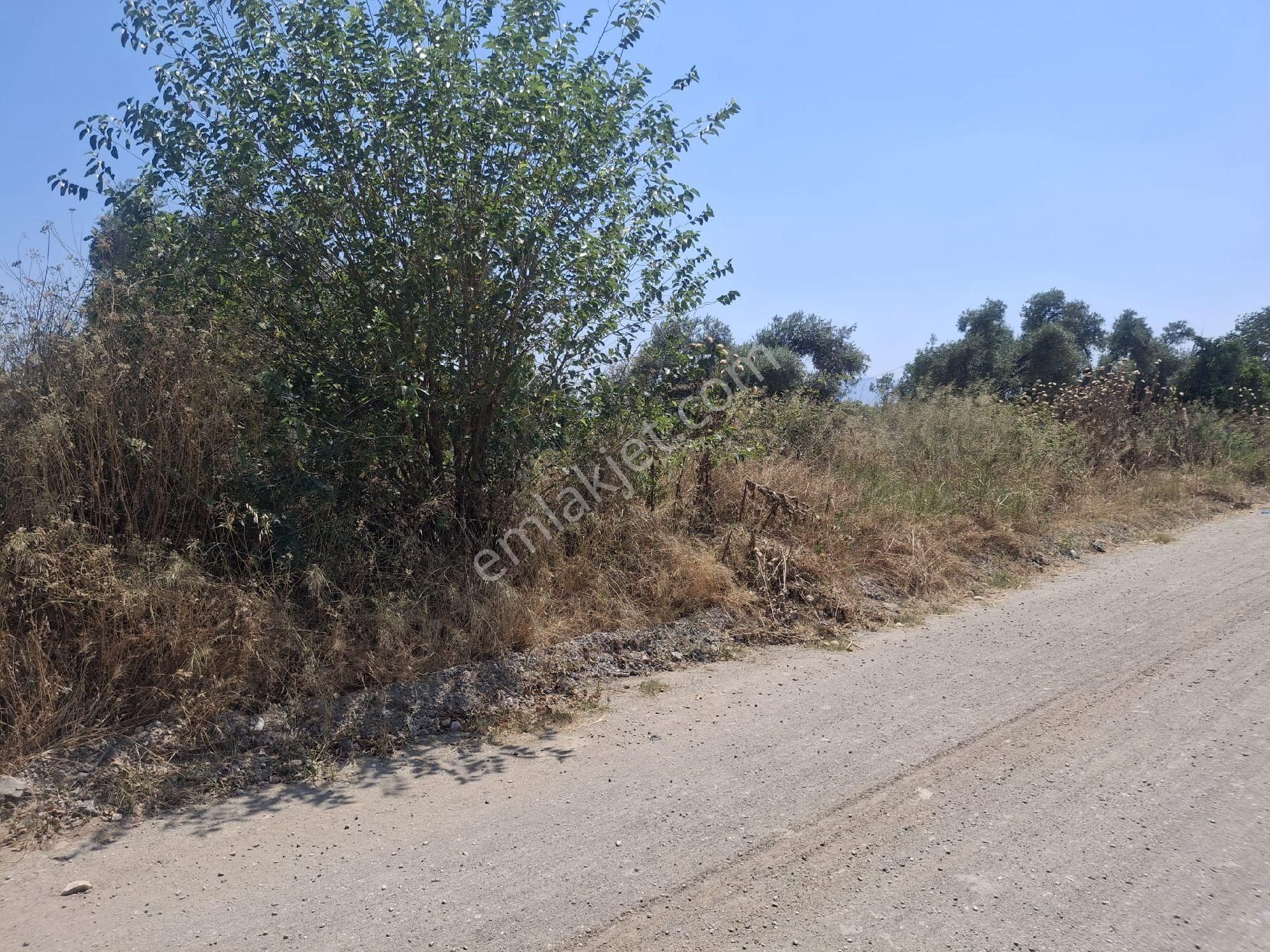 Sultanhisar Hisar Mah Bahçe - Görsel 13