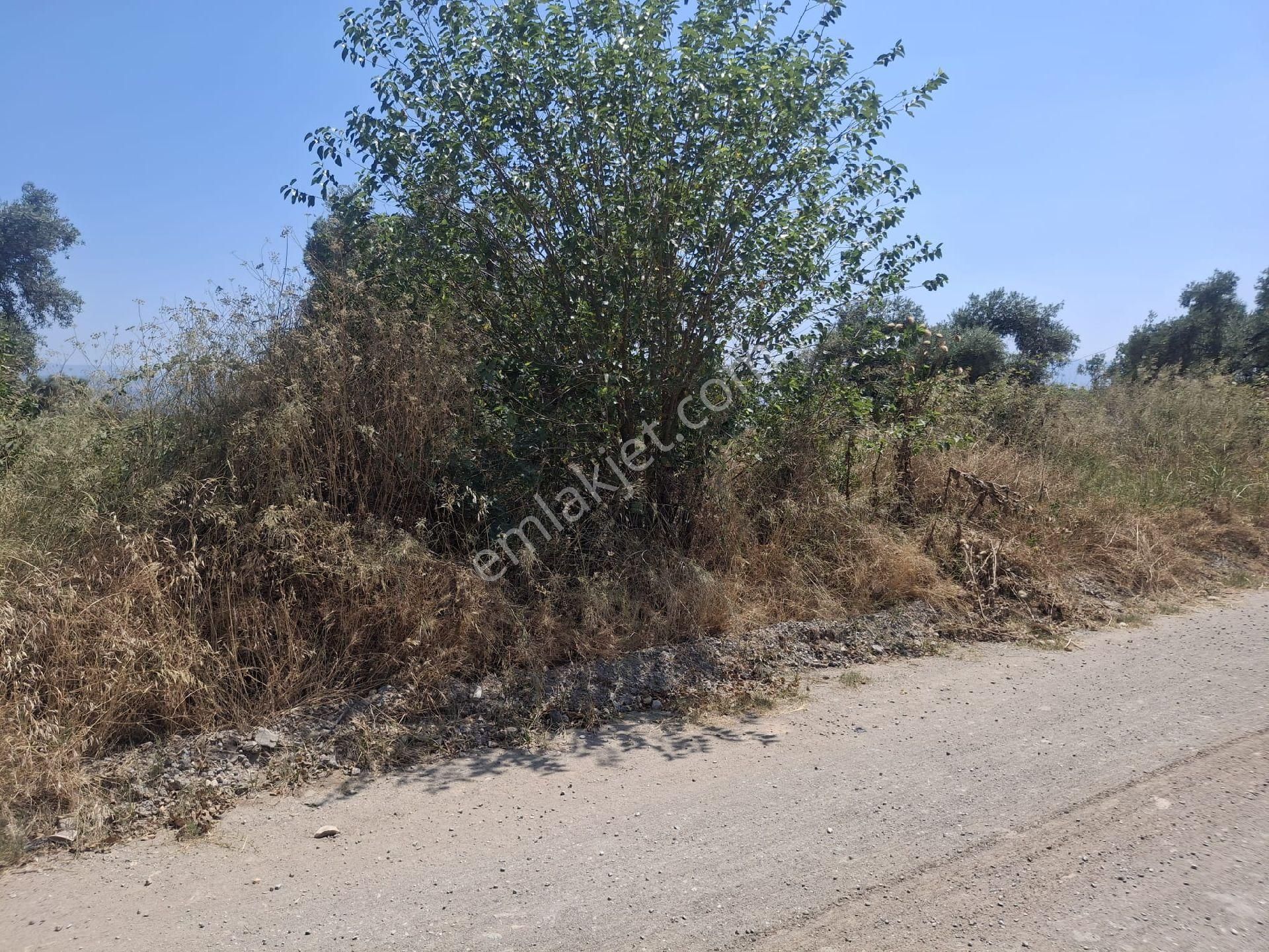 Sultanhisar Hisar Mah Bahçe - Görsel 19