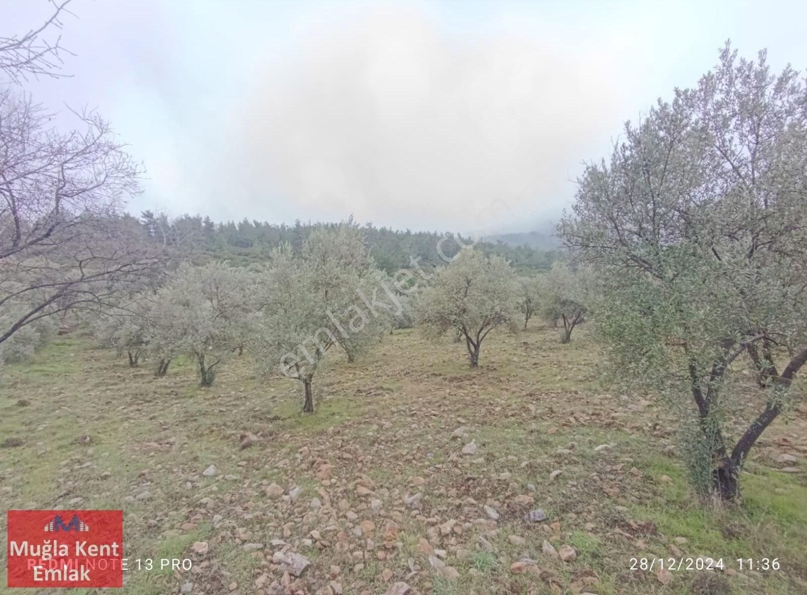 Muğla Yatağan Yeşilbağcılar Mah Satılık 3.750 M2 Arazi