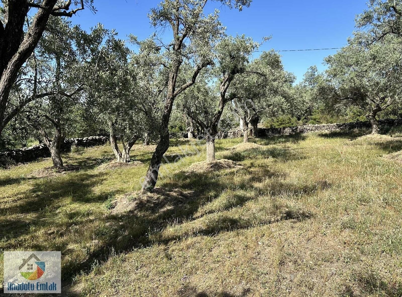 Anadolu Emlak'tan Turan Mahallesinde Satılık Zeytinlik