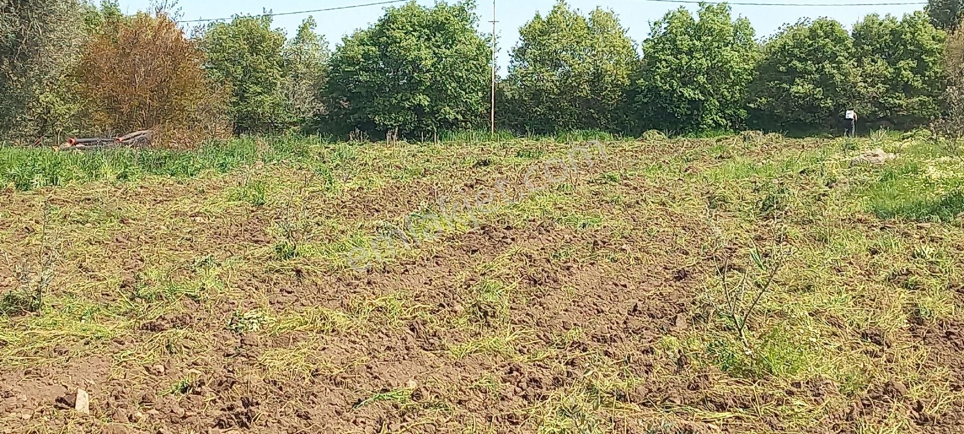 Satılık Müstakiltapu Zeytinlik - Görsel 25