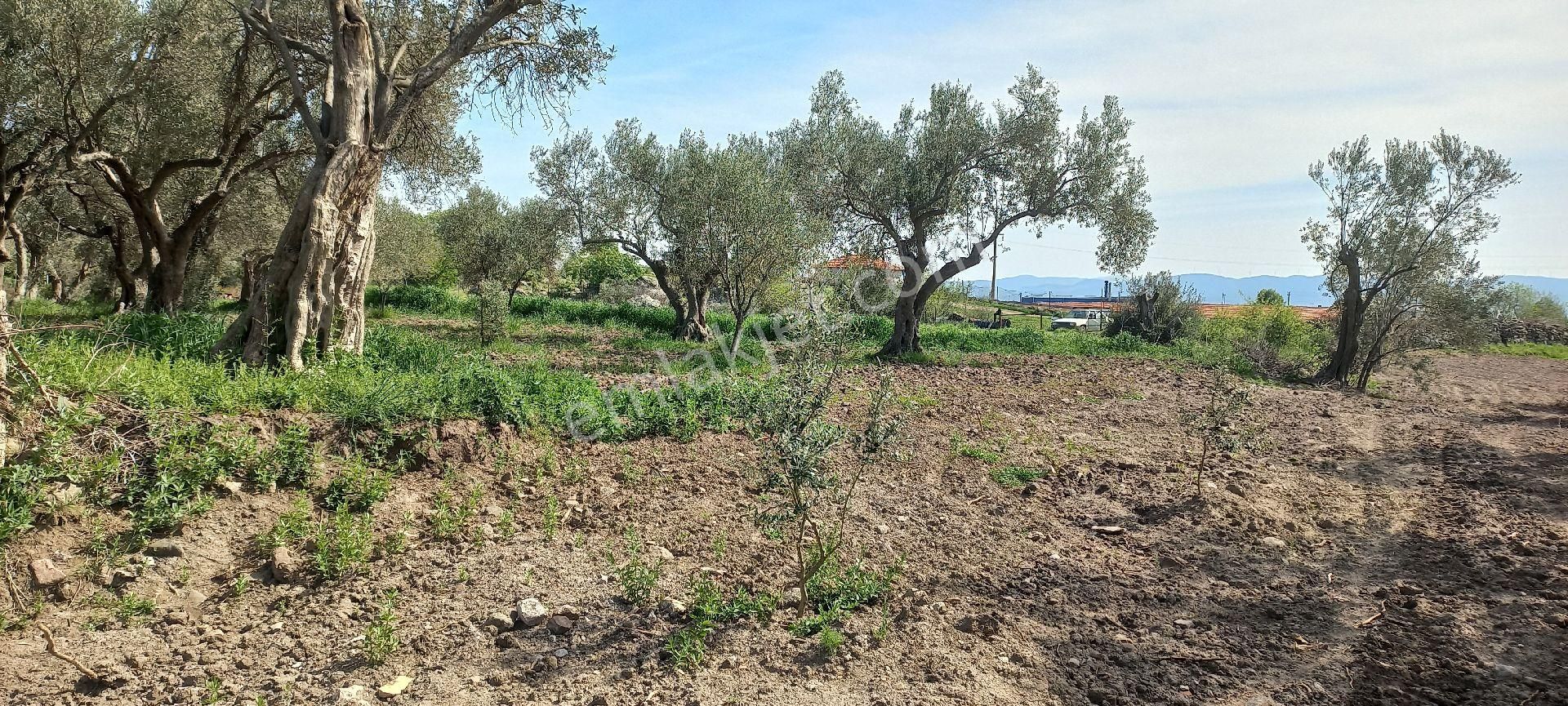 Satılık Müstakiltapu Zeytinlik - Görsel 13