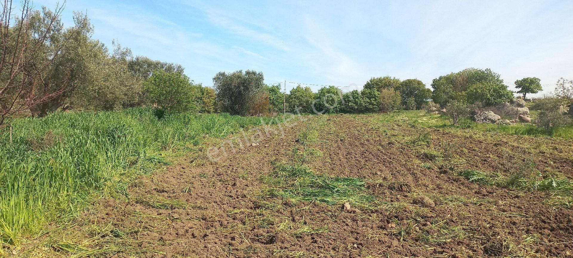 Satılık Müstakiltapu Zeytinlik - Görsel 10