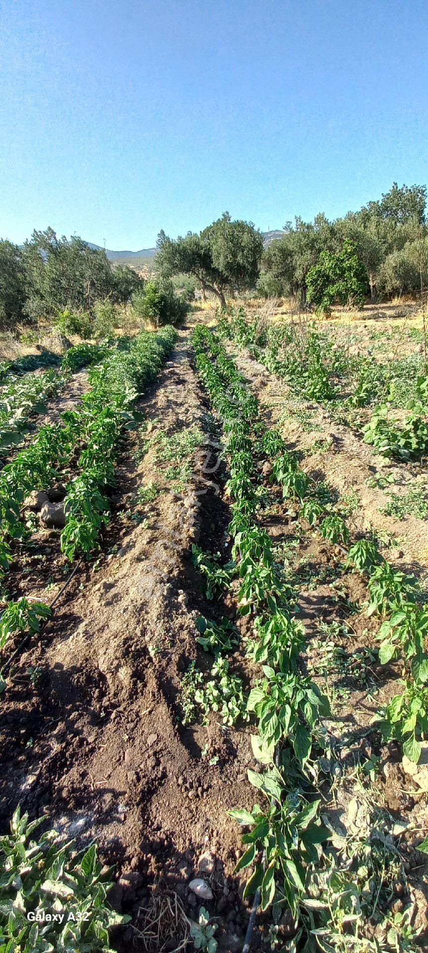 Satılık Müstakiltapu Zeytinlik - Görsel 6