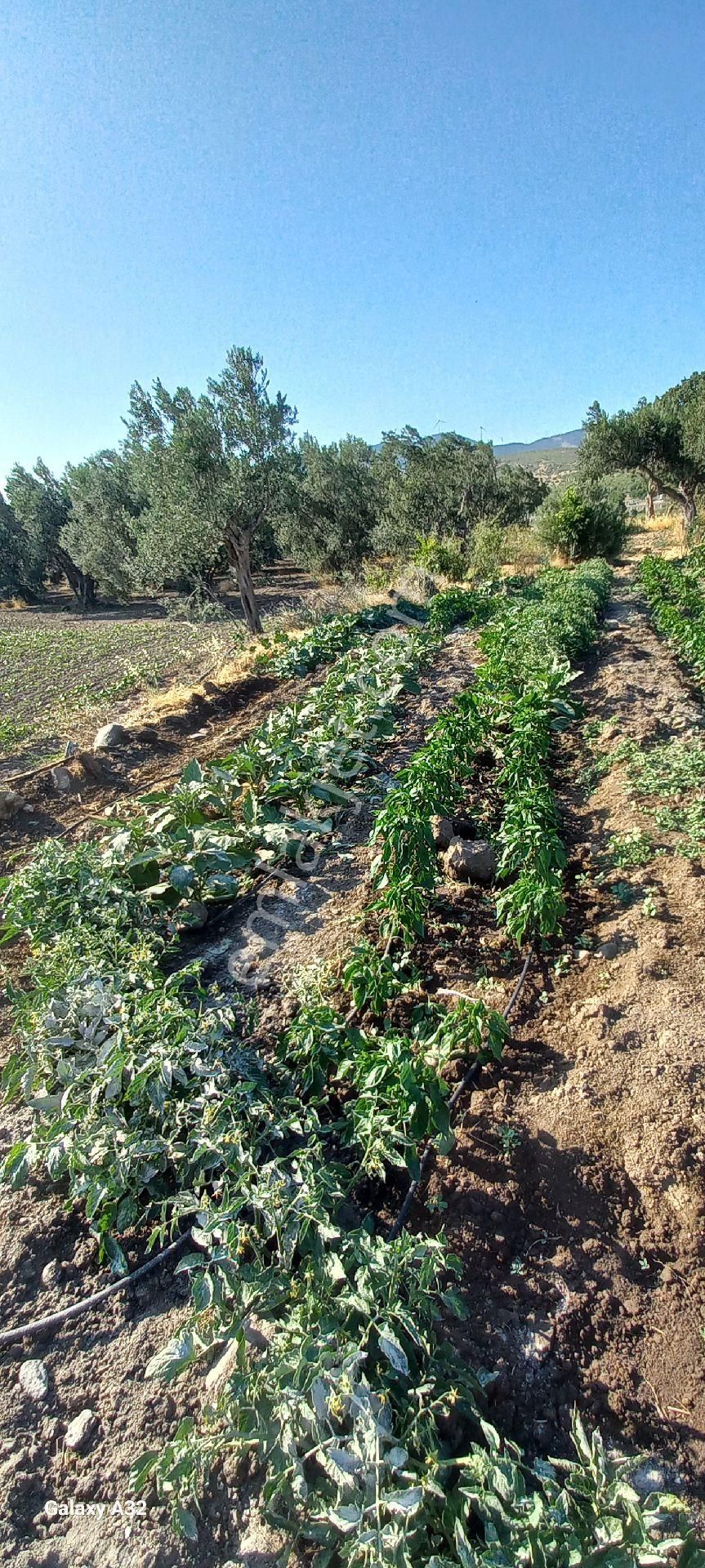 Satılık Müstakiltapu Zeytinlik - Görsel 5