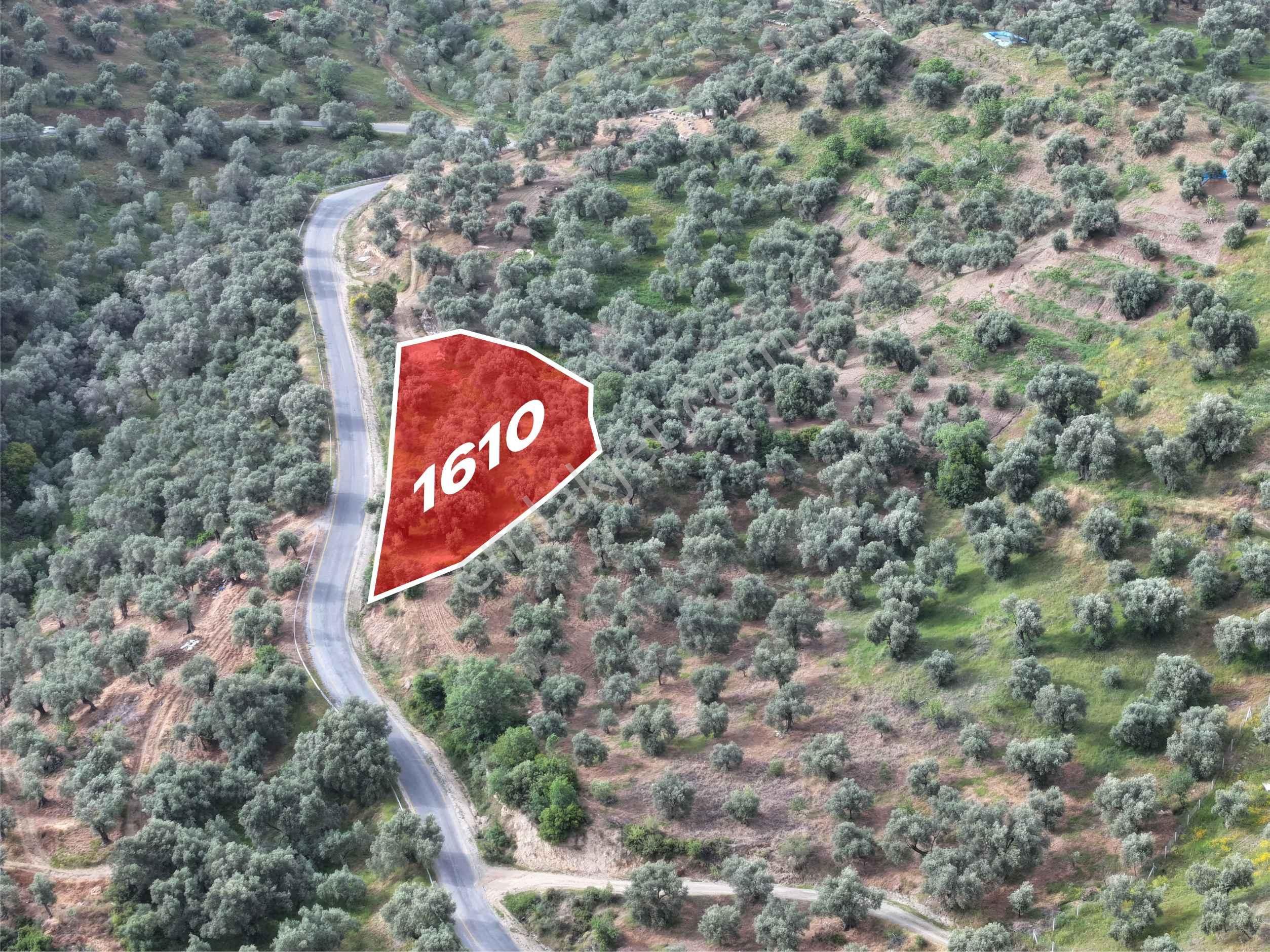 İsabeyli Çobanlar Yolu Üzeri 1610m2 Zeytinlik