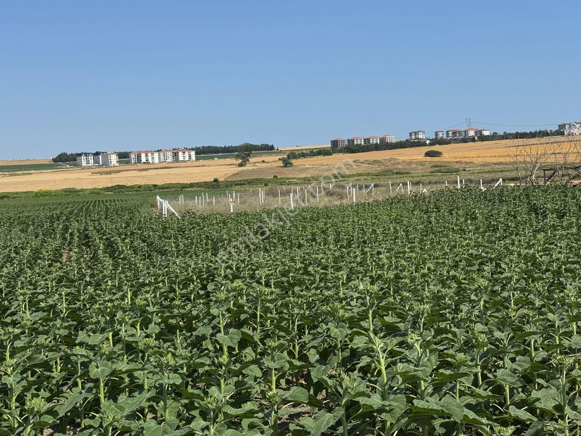 Silivri Ali Paşa Mahallesinde Hisseli Satılık 300 M2 Arsa