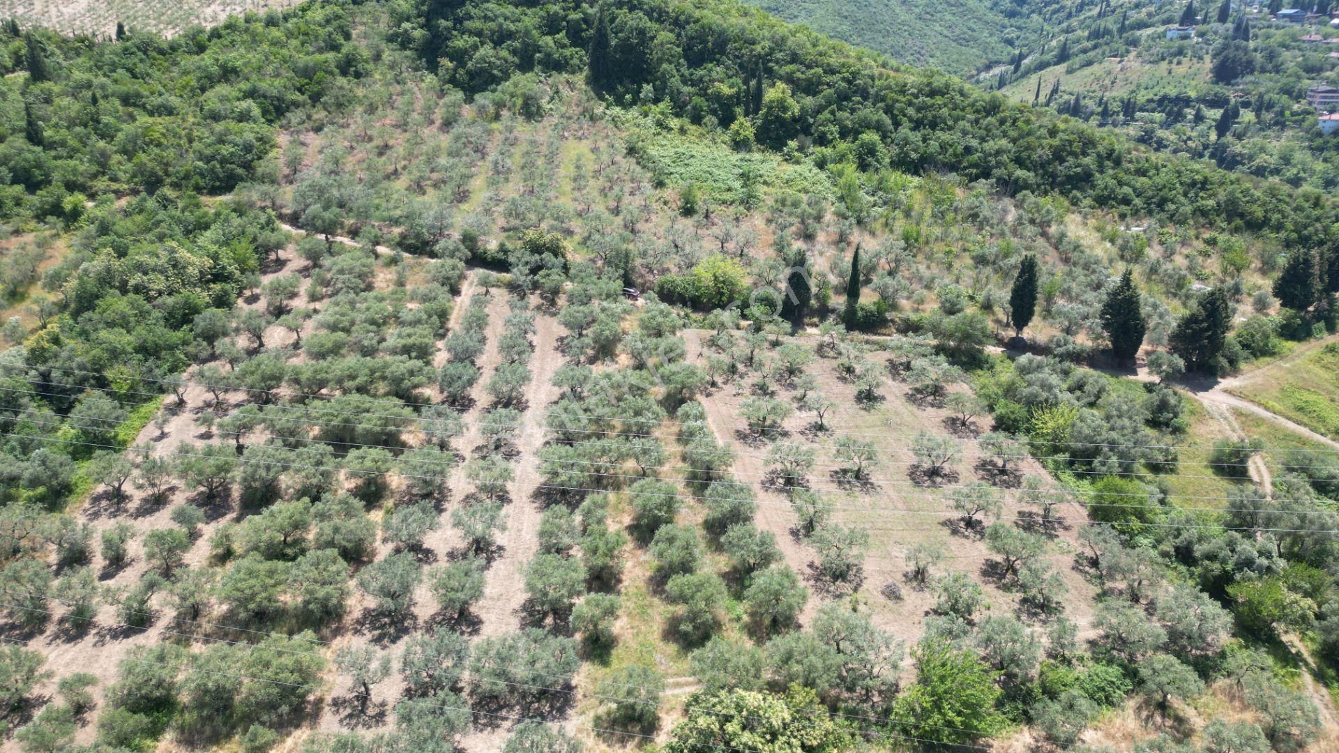 Kocaeli Karamürsel Tepeköy Satılık %5 İmarlı 726 M2 Zeytinlik - Görsel 12