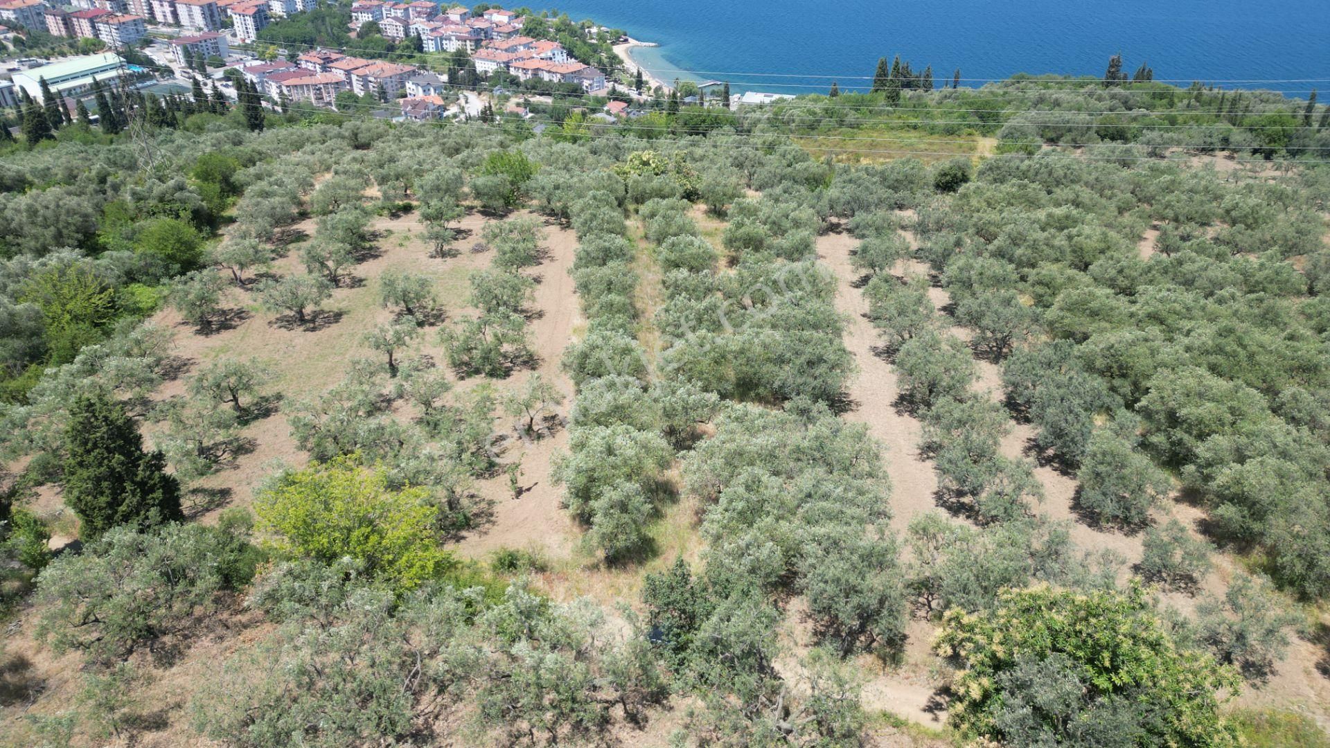 Kocaeli Karamürsel Tepeköy Satılık %5 İmarlı 726 M2 Zeytinlik - Görsel 3