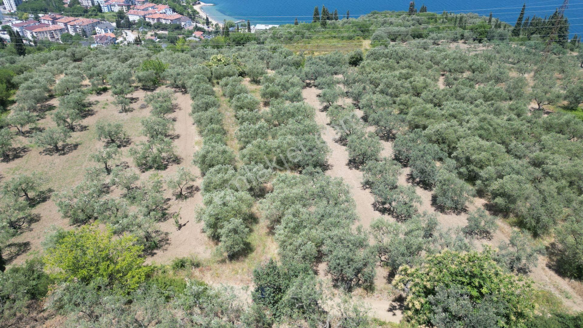 Kocaeli Karamürsel Tepeköy Satılık %5 İmarlı 726 M2 Zeytinlik - Görsel 8