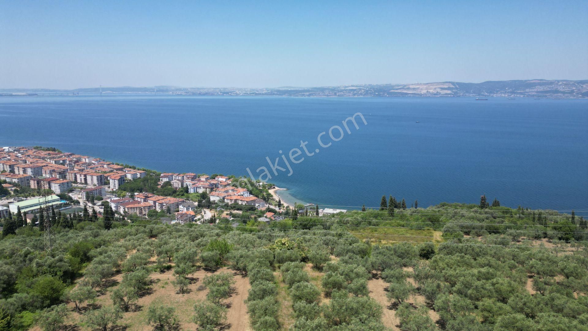 Kocaeli Karamürsel Tepeköy Satılık %5 İmarlı 726 M2 Zeytinlik - Görsel 6