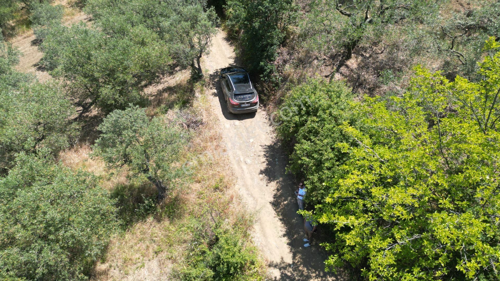 Kocaeli Karamürsel Tepeköy Satılık %5 İmarlı 726 M2 Zeytinlik - Görsel 16