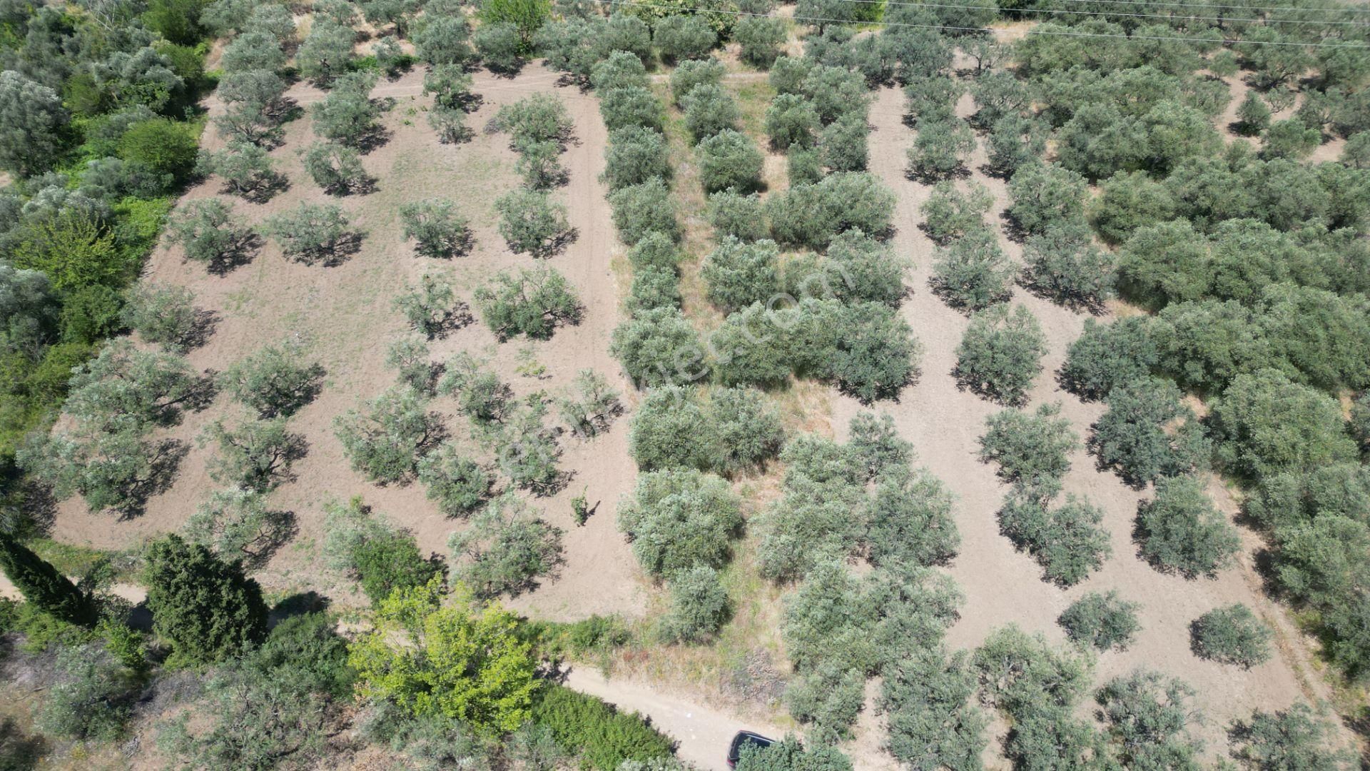 Kocaeli Karamürsel Tepeköy Satılık %5 İmarlı 726 M2 Zeytinlik - Görsel 14