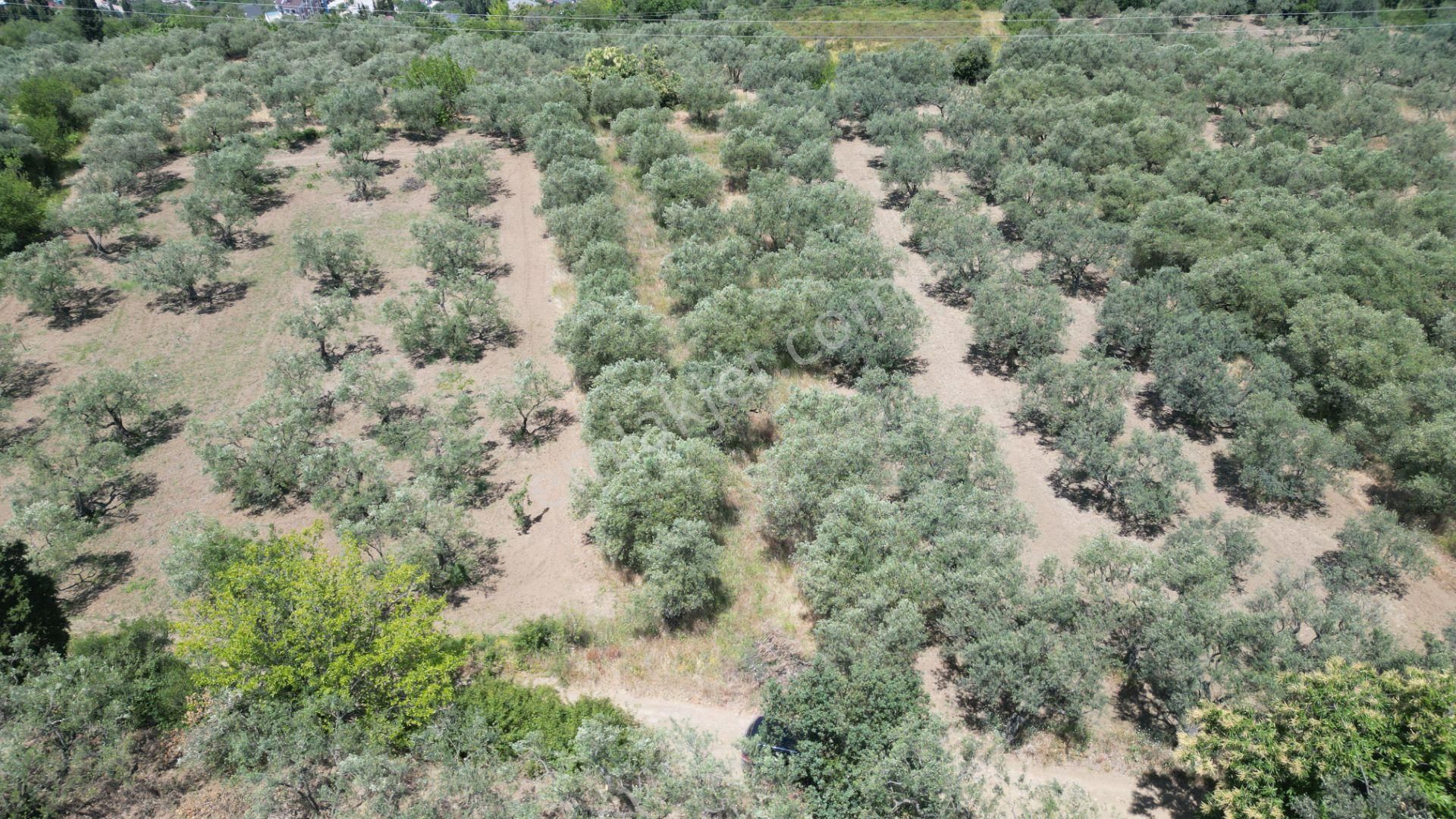 Kocaeli Karamürsel Tepeköy Satılık %5 İmarlı 726 M2 Zeytinlik - Görsel 2