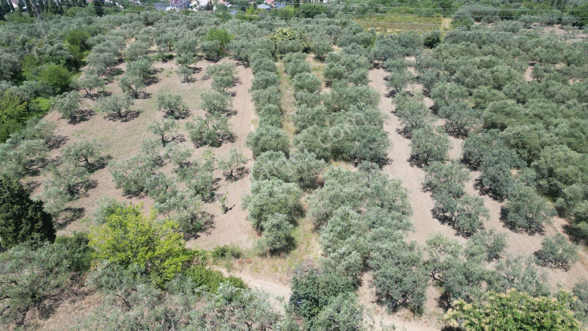 Kocaeli Karamürsel Tepeköy Satılık %5 İmarlı 726 M2 Zeytinlik - Görsel 5