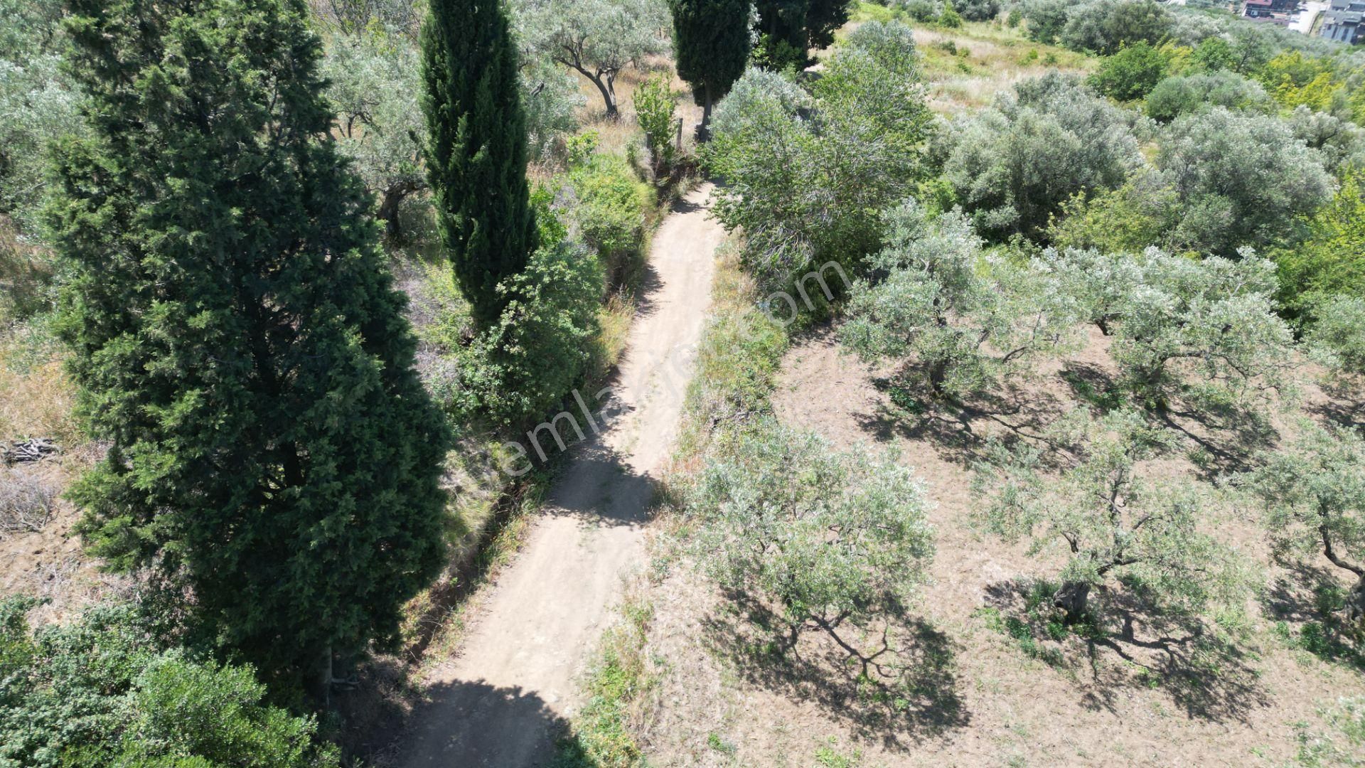 Kocaeli Karamürsel Tepeköy Satılık %5 İmarlı 726 M2 Zeytinlik - Görsel 15