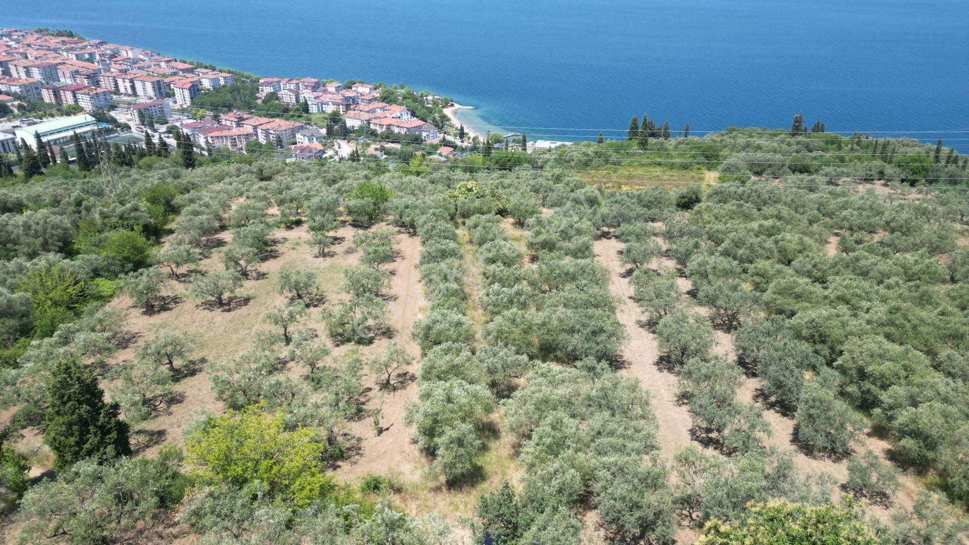 Kocaeli Karamürsel Tepeköy Satılık %5 İmarlı 726 M2 Zeytinlik - Görsel 4