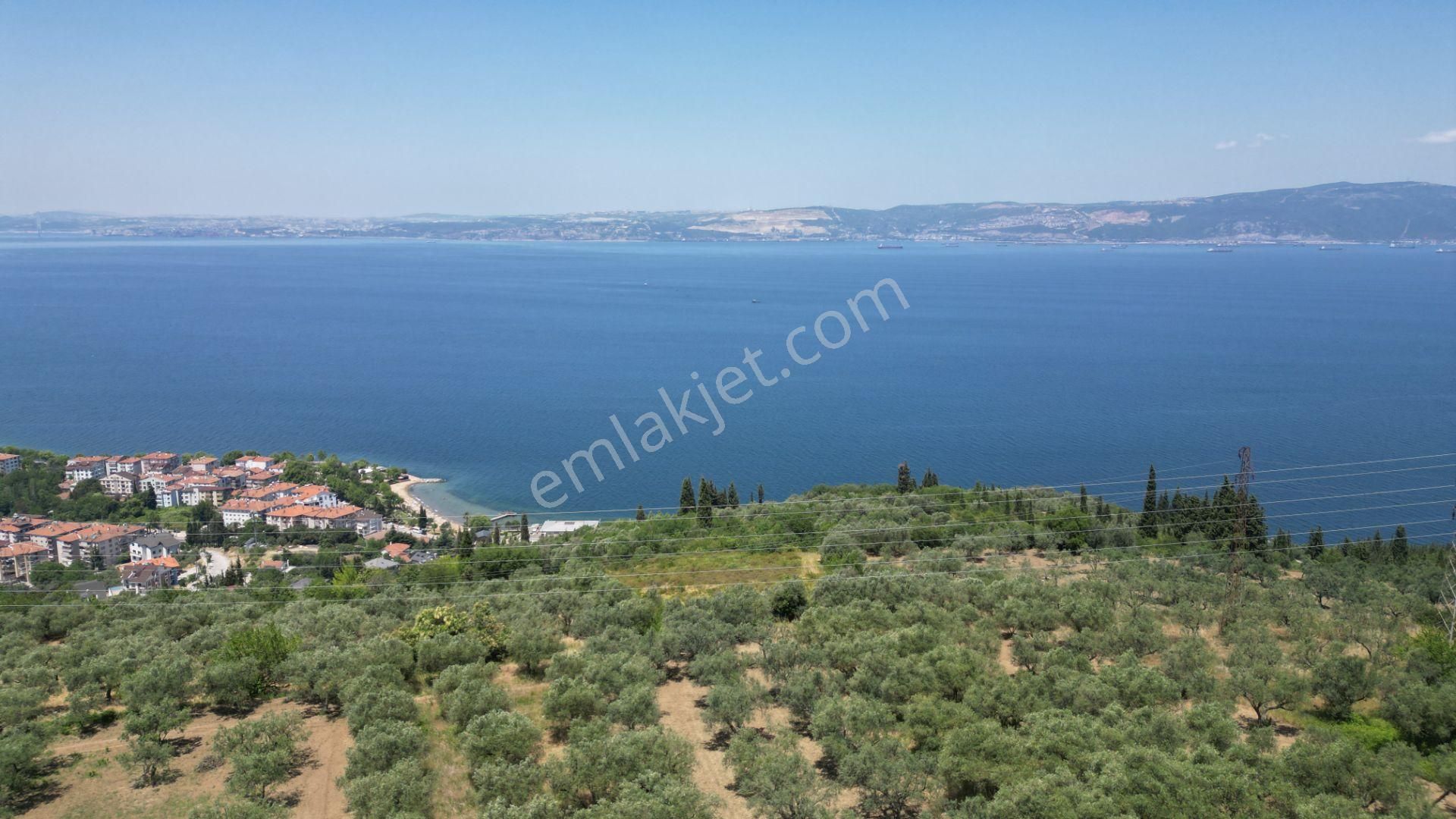 Kocaeli Karamürsel Tepeköy Satılık %5 İmarlı 726 M2 Zeytinlik - Görsel 7