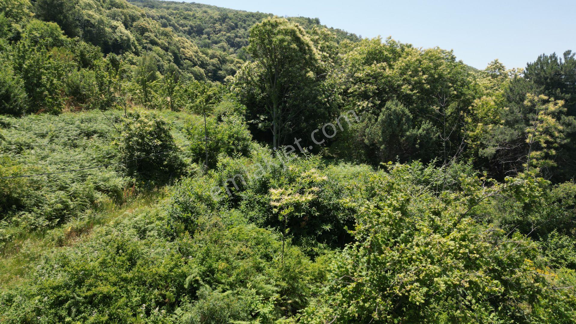 Kocaeli Karamürsel Tepeköy Satılık 4758 M2 %5 İmarlı Bahçe - Görsel 10
