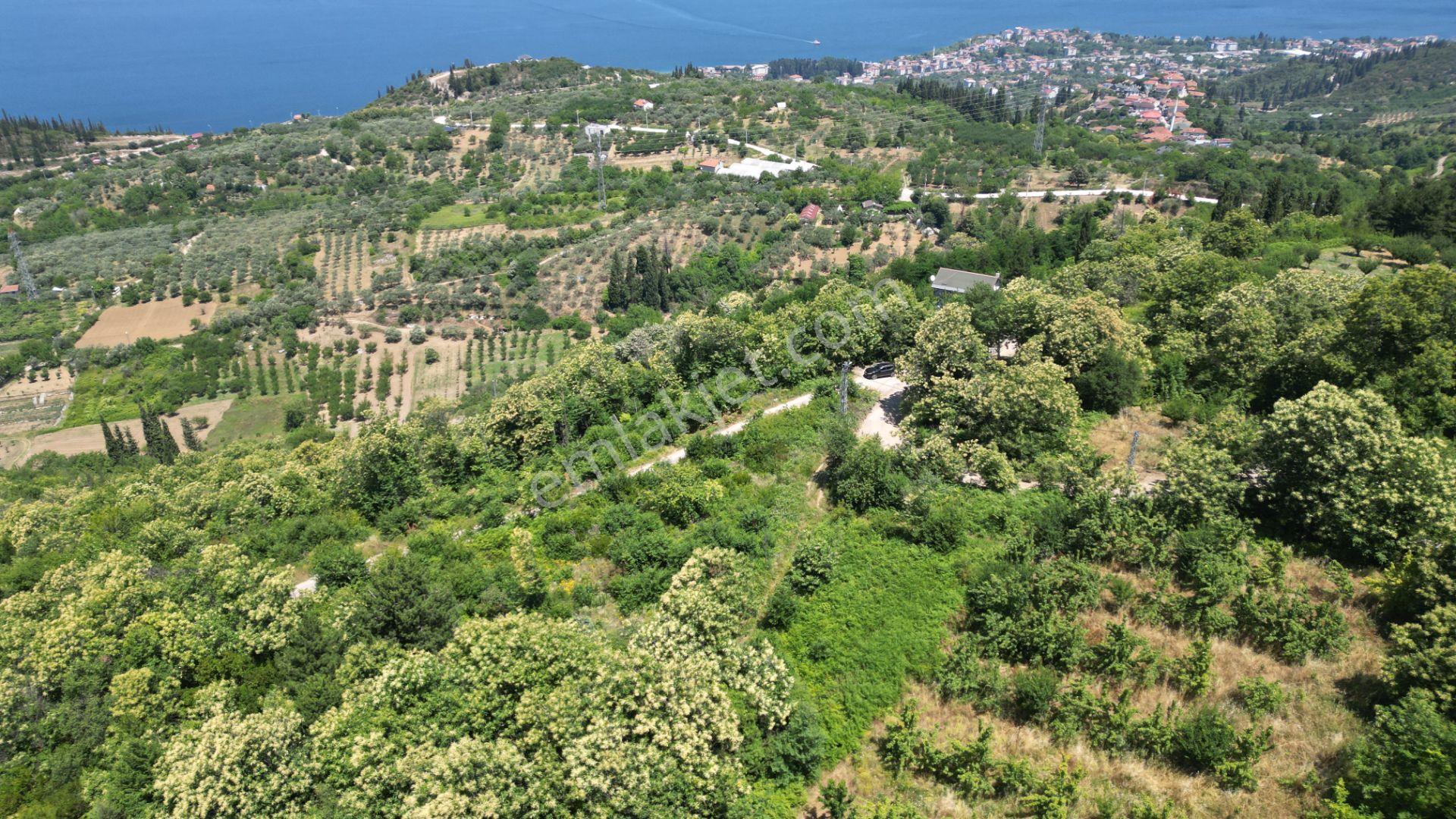 Kocaeli Karamürsel Tepeköy Satılık 4758 M2 %5 İmarlı Bahçe - Görsel 3