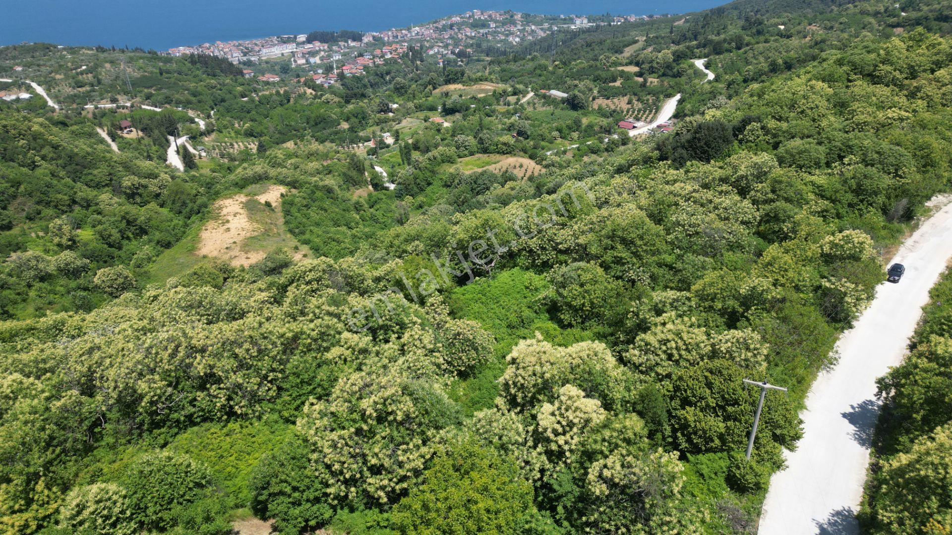 Kocaeli Karamürsel Tepeköy Satılık %5 İmarlı 29.722 M2 Bahçe - Görsel 5