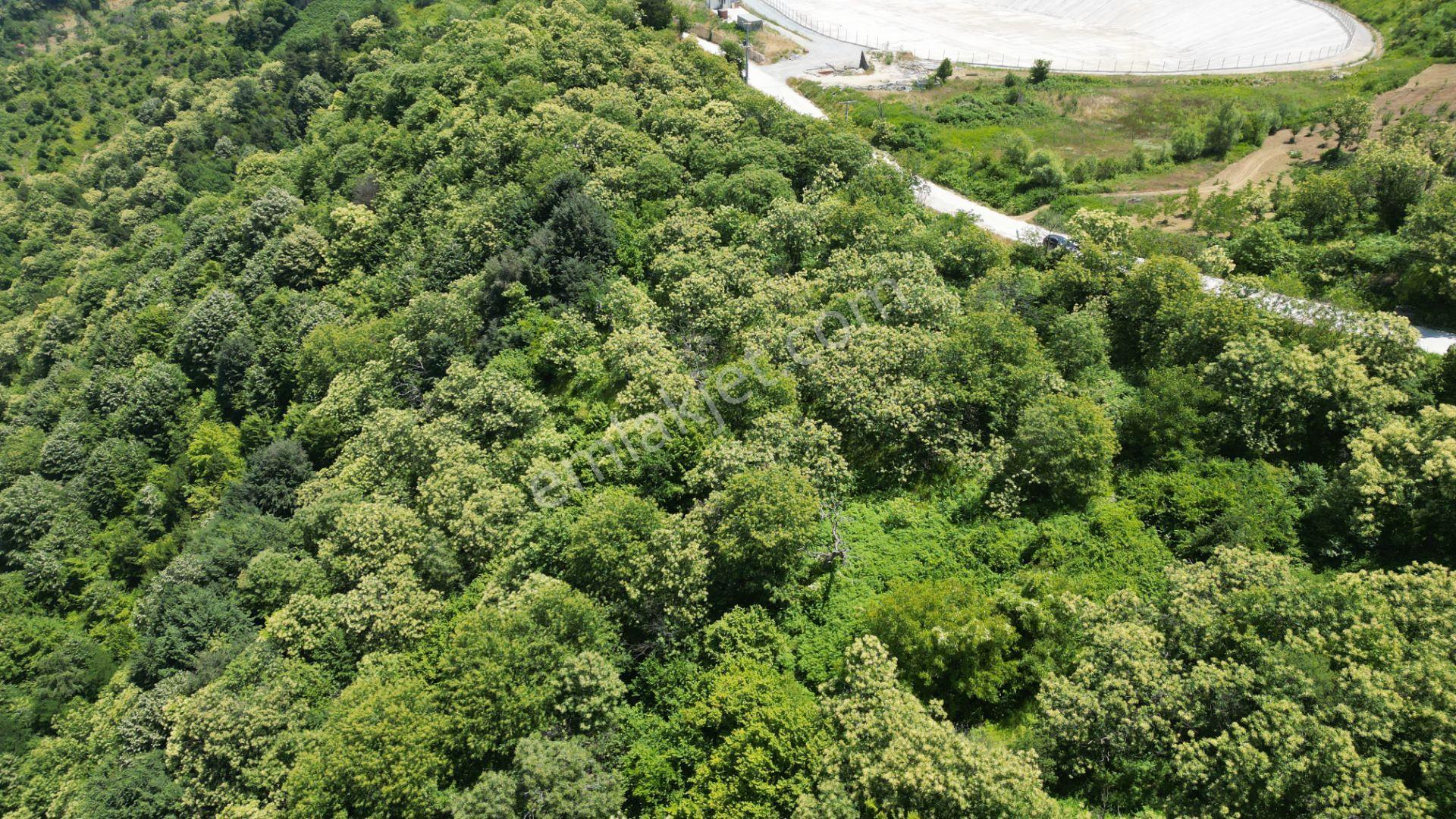 Kocaeli Karamürsel Tepeköy Satılık %5 İmarlı 29.722 M2 Bahçe - Görsel 4