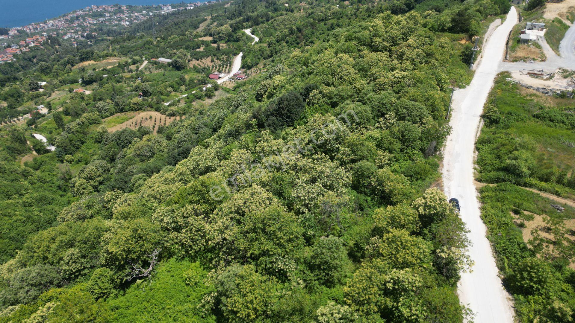 Kocaeli Karamürsel Tepeköy Satılık %5 İmarlı 29.722 M2 Bahçe - Görsel 3