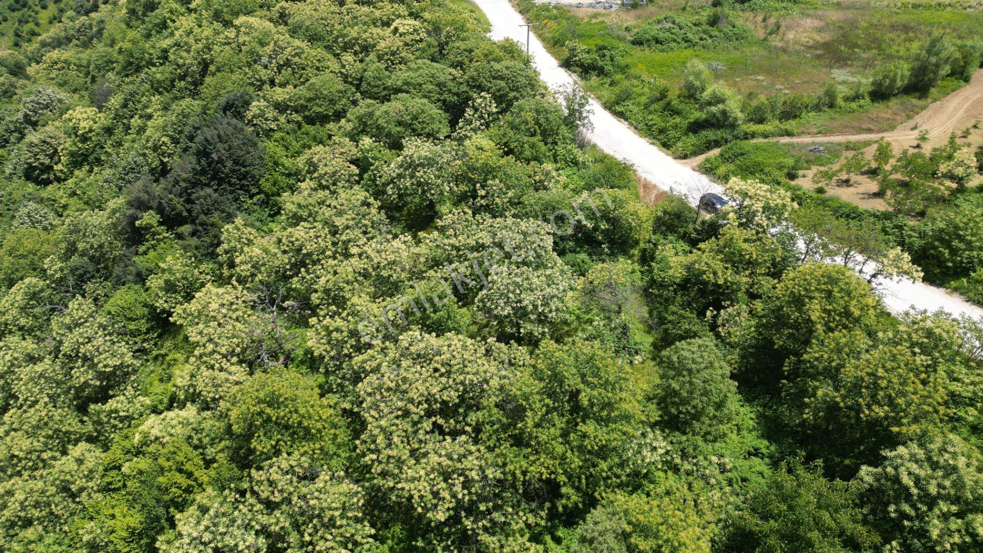 Kocaeli Karamürsel Tepeköy Satılık %5 İmarlı 29.722 M2 Bahçe - Görsel 12