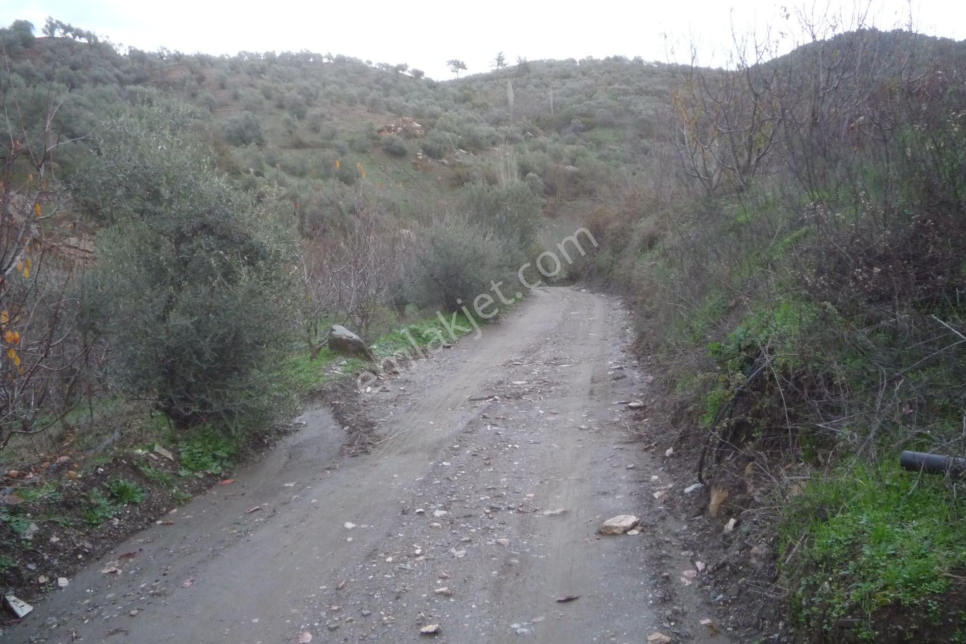İzmir Torbalı Gold Emlaktan Satılık Meyve Bahçesi - Görsel 2