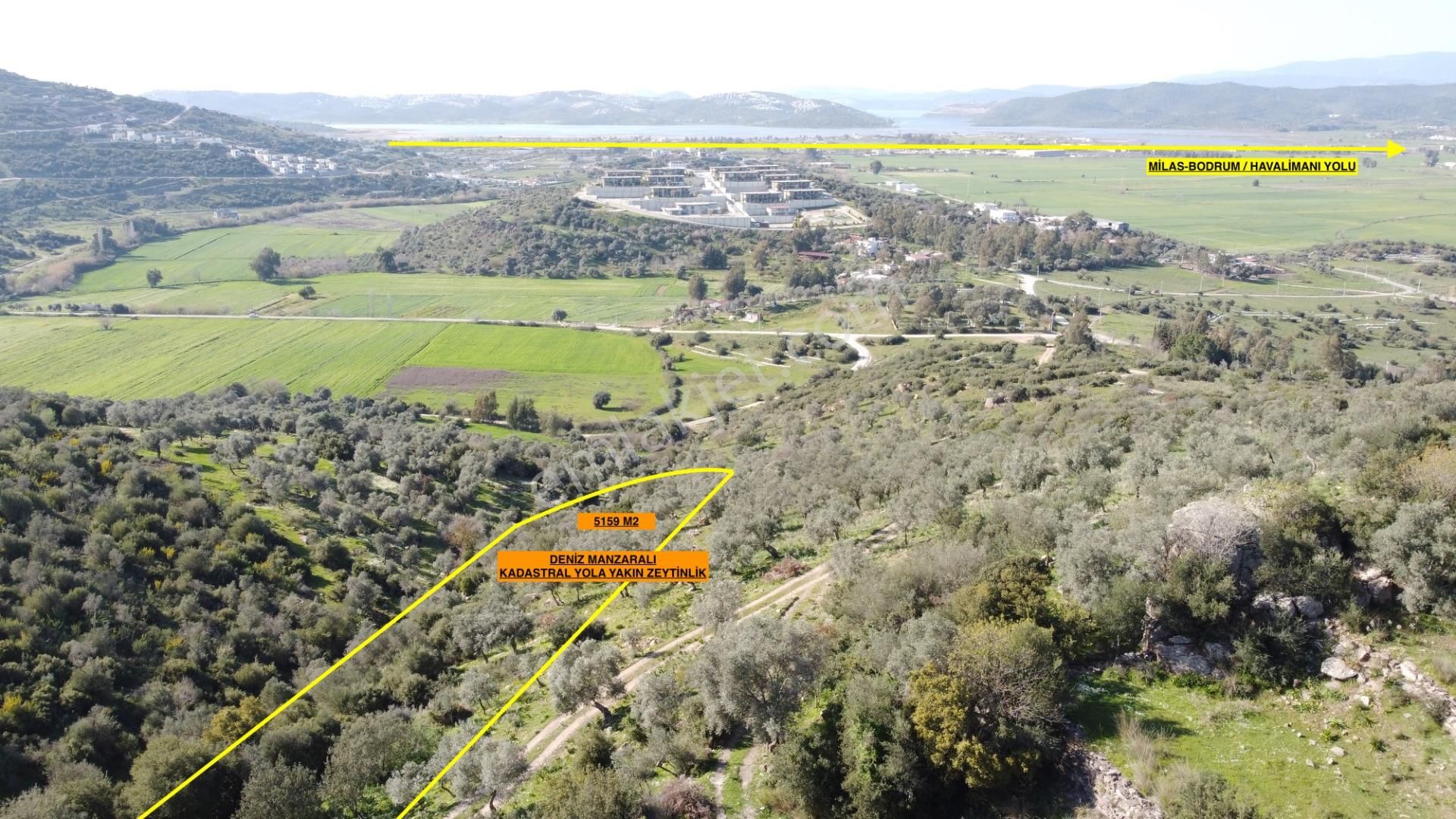 Muğla Milas Dörttepe Mah. Deniz Manzaralı Yerleşime Yakın 5159 M2 Zeytinlik !!!