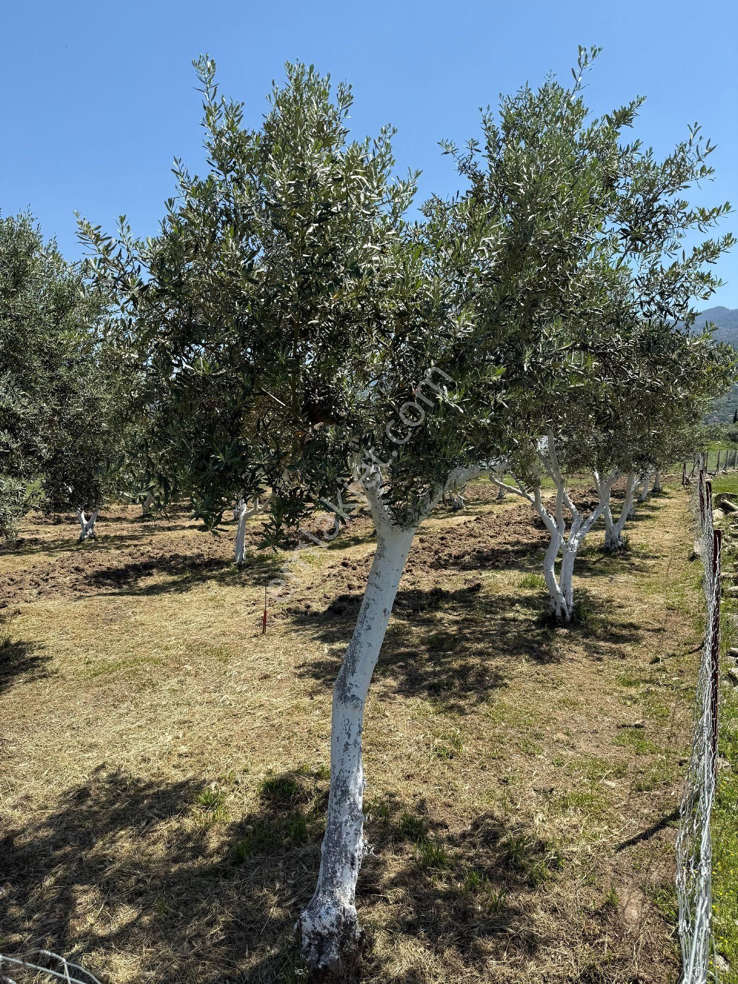 Bozdoğan /eymir Mahallesinde Toplamda 900 M² Arsa İçerisinde, 270 M² Ev İmar İzinli Satılık Tarla. - Görsel 8