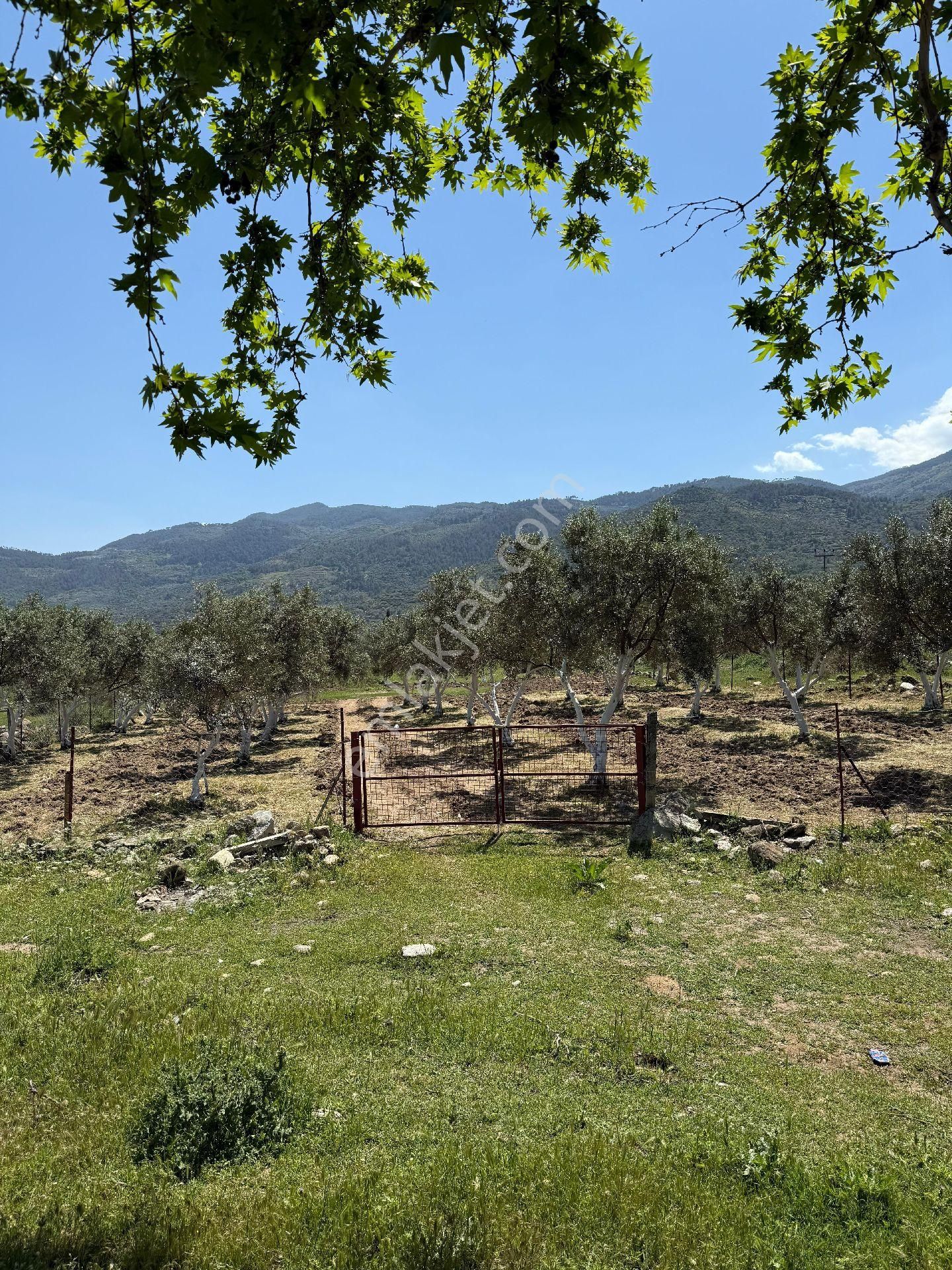 Bozdoğan /eymir Mahallesinde Toplamda 900 M² Arsa İçerisinde, 270 M² Ev İmar İzinli Satılık Tarla. - Görsel 2