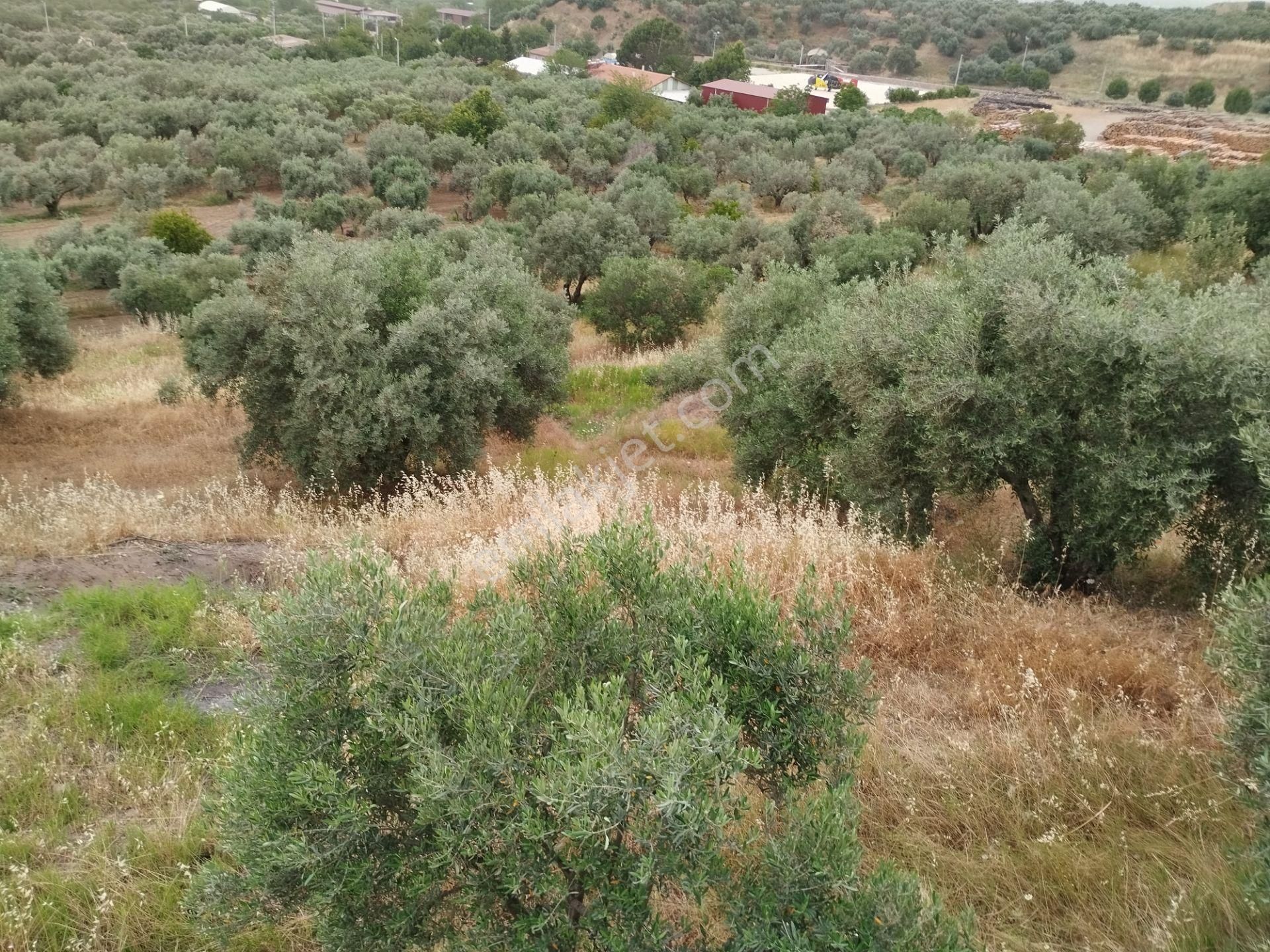 Aydın/kuyucak Merkez'de Orman Deposu Yanı Yol Kenarı 350 Adet Bakımlı Verimli Zeytinlik - Görsel 4