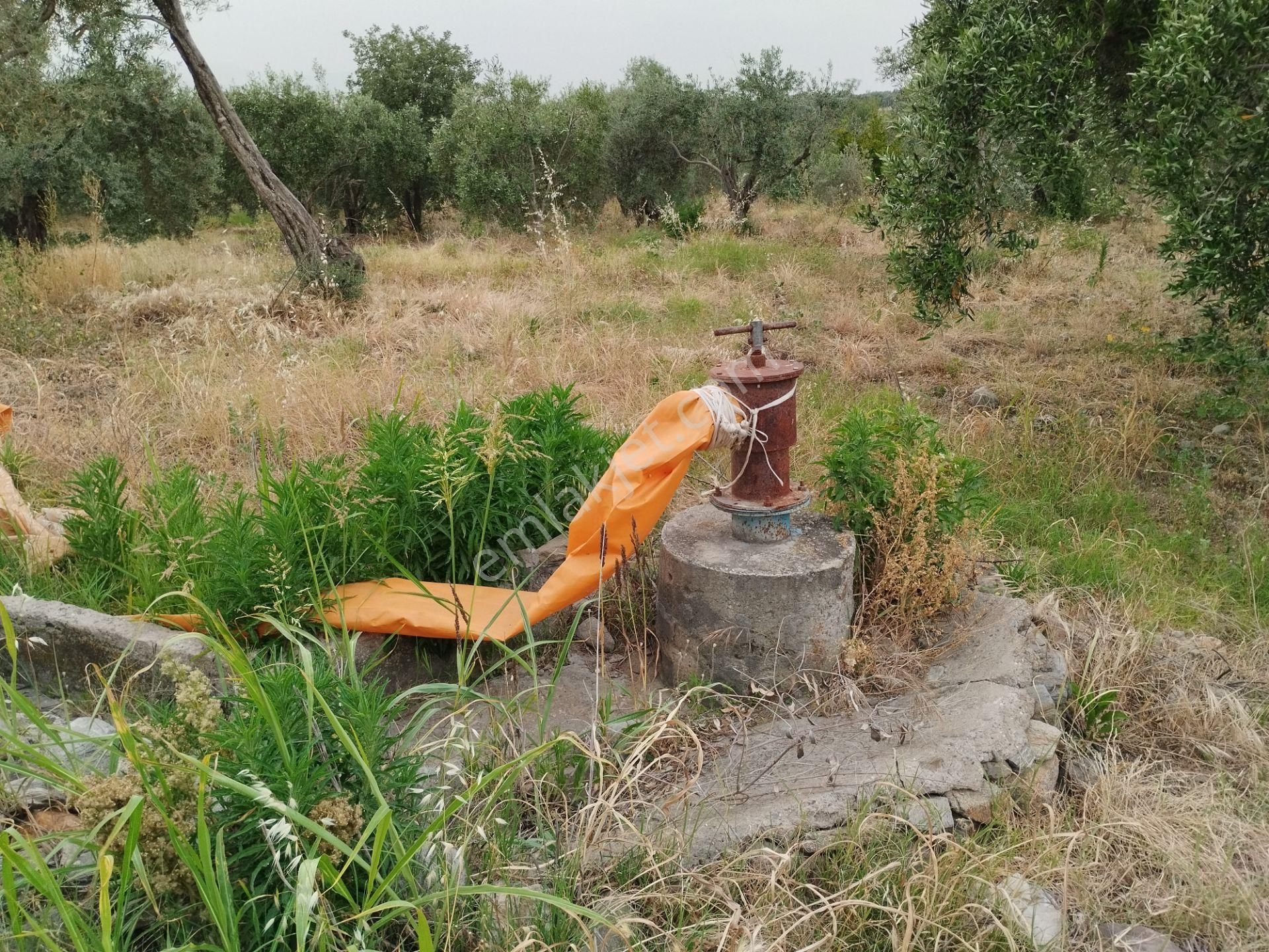 Aydın/kuyucak Merkez'de Orman Deposu Yanı Yol Kenarı 350 Adet Bakımlı Verimli Zeytinlik - Görsel 8