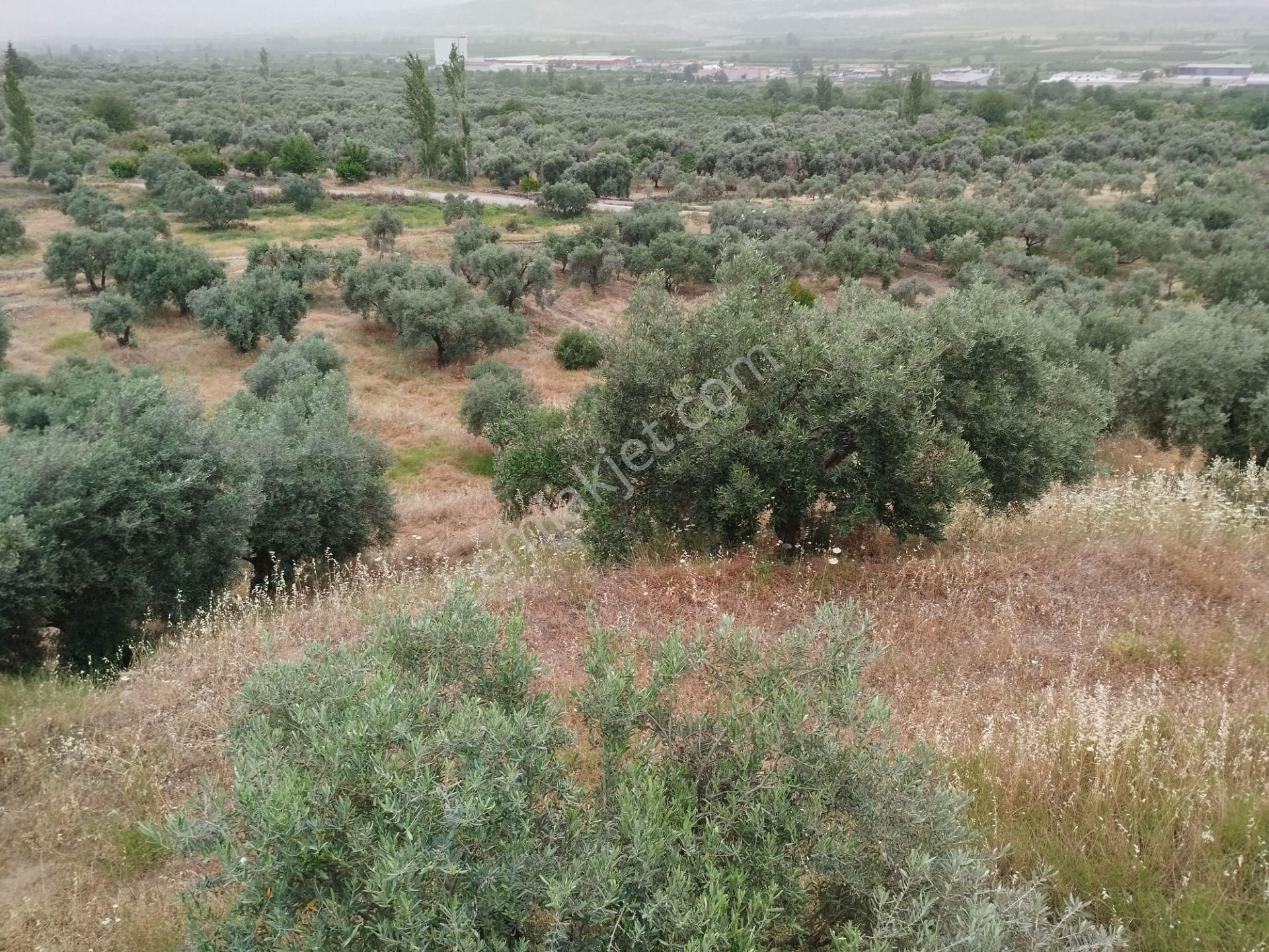 Aydın/kuyucak Merkez'de Orman Deposu Yanı Yol Kenarı 350 Adet Bakımlı Verimli Zeytinlik - Görsel 12