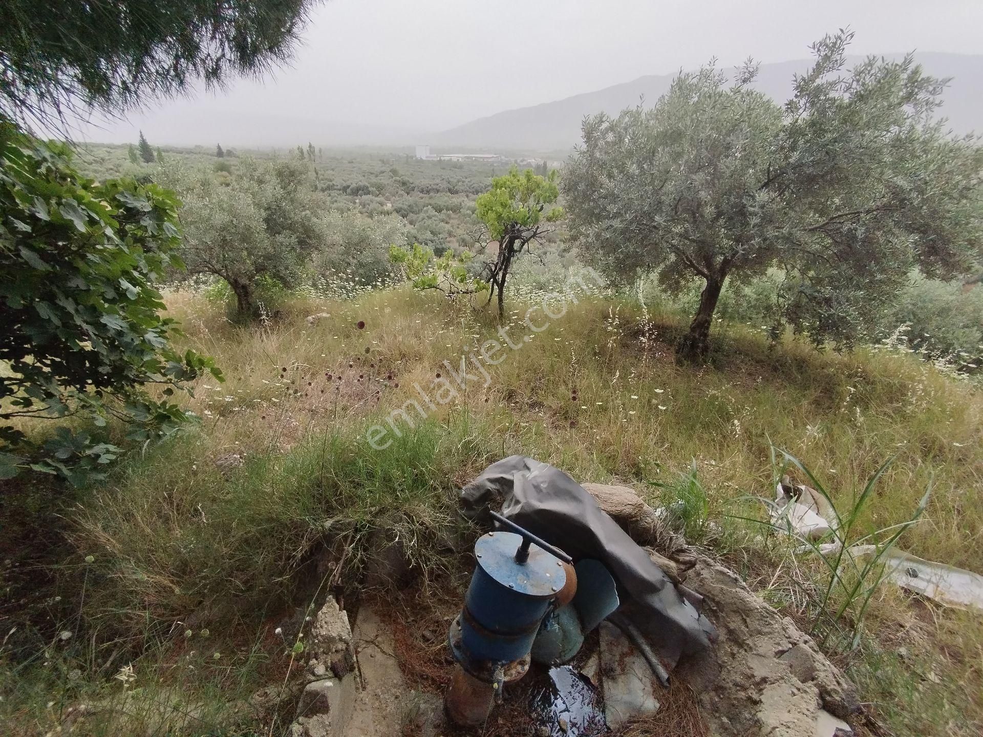 Aydın/kuyucak Merkez'de Orman Deposu Yanı Yol Kenarı 350 Adet Bakımlı Verimli Zeytinlik - Görsel 10